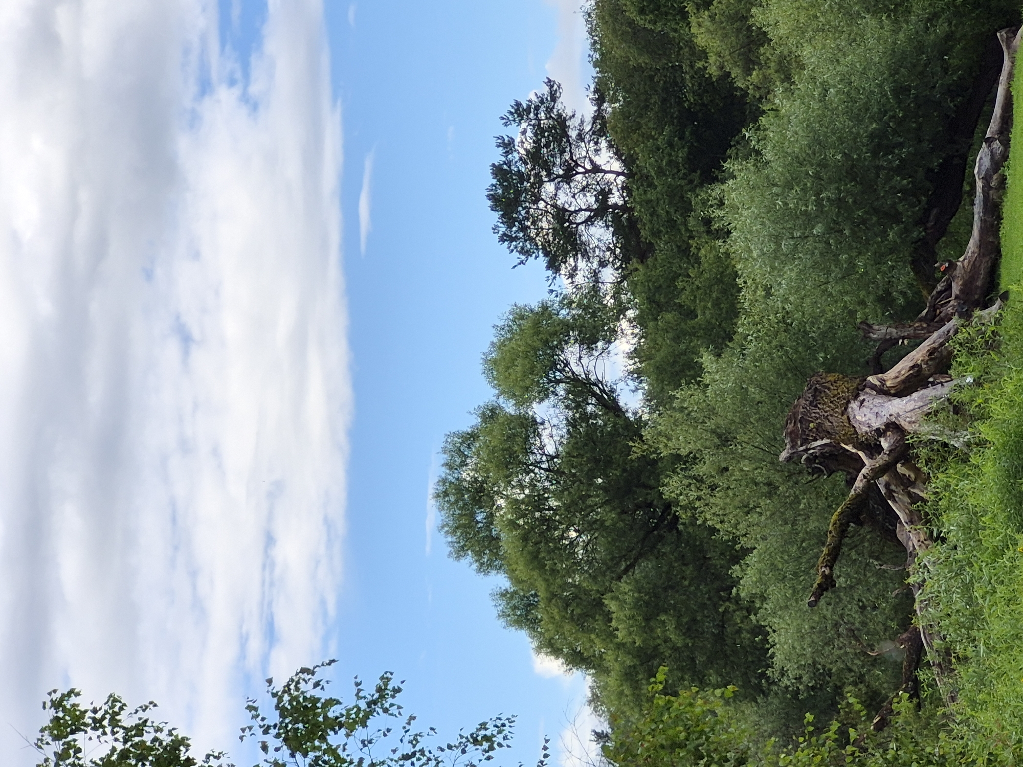 An outdoor, low-angle shot depicts a natural landscape under a cloudy sky. The foreground features a large, weathered tree stump with exposed roots and a trunk covered in moss and what appears to be fungi. Branches extend from the stump, some thick and gnarled, others thinner and reaching towards the vegetation behind. The middle ground is dominated by lush green trees and dense foliage, forming a rich, textured wall of green. In the background, a sparse pine tree with a distinctive silhouette stands out against the sky, flanked by other deciduous trees. The sky above is a mixture of blue patches and white clouds, some appearing wispy, others more solid and voluminous. The overall impression is one of untamed nature, possibly in a park or rural setting within the city of Sooblase, Estonia. No people or animals are visible.