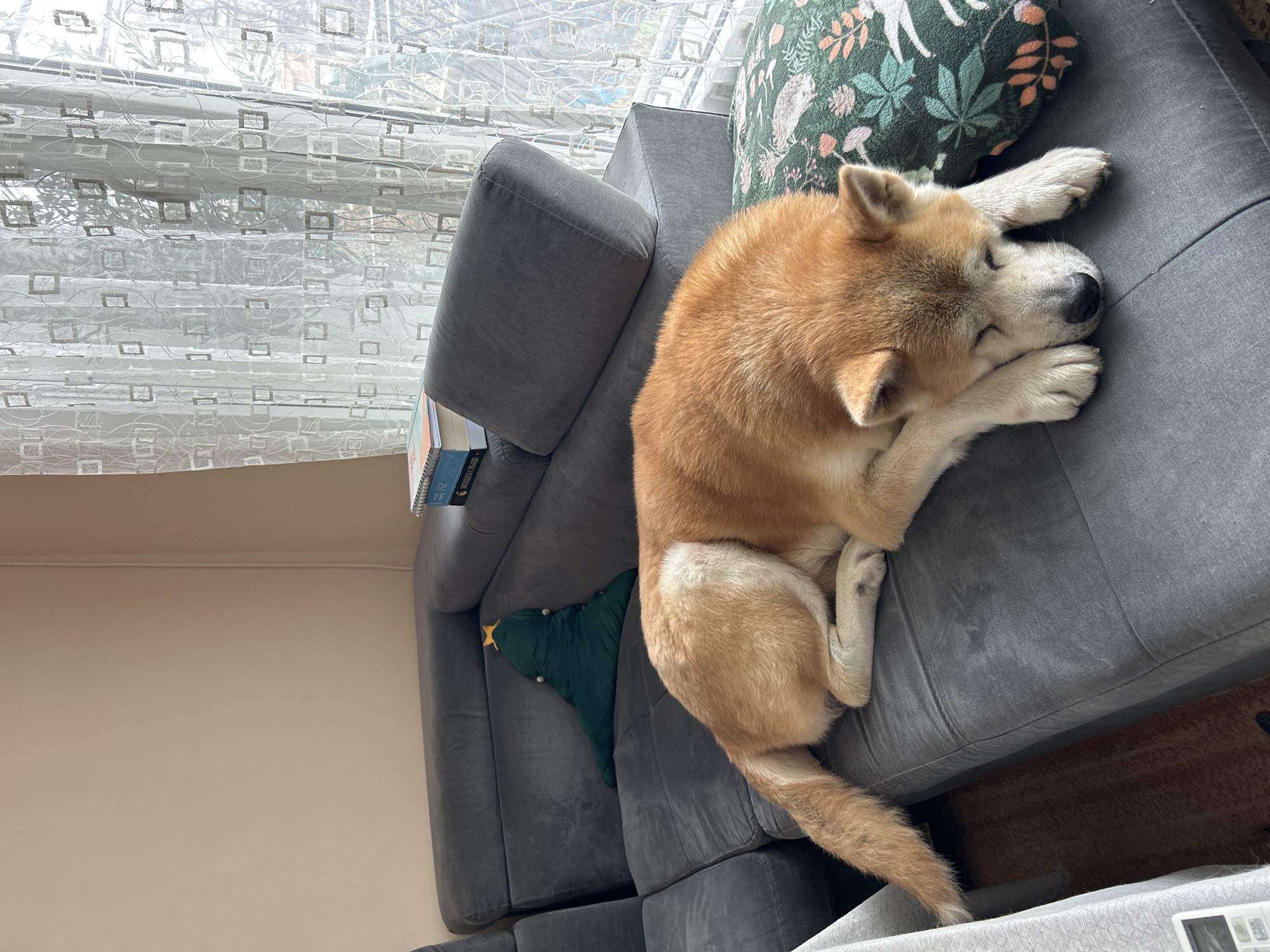 A medium-sized, light-brown Akita dog is asleep on a gray sectional sofa. The dog is curled up with its head resting on its paws. A green pillow with a floral design is behind the dog's head. A green Christmas tree-shaped pillow is next to the dog on the sofa. Behind the sofa is a window with patterned sheer curtains. The wall is beige. A stack of books is on the armrest of the sofa. The location is Plovdiv, Bulgaria, as specified.