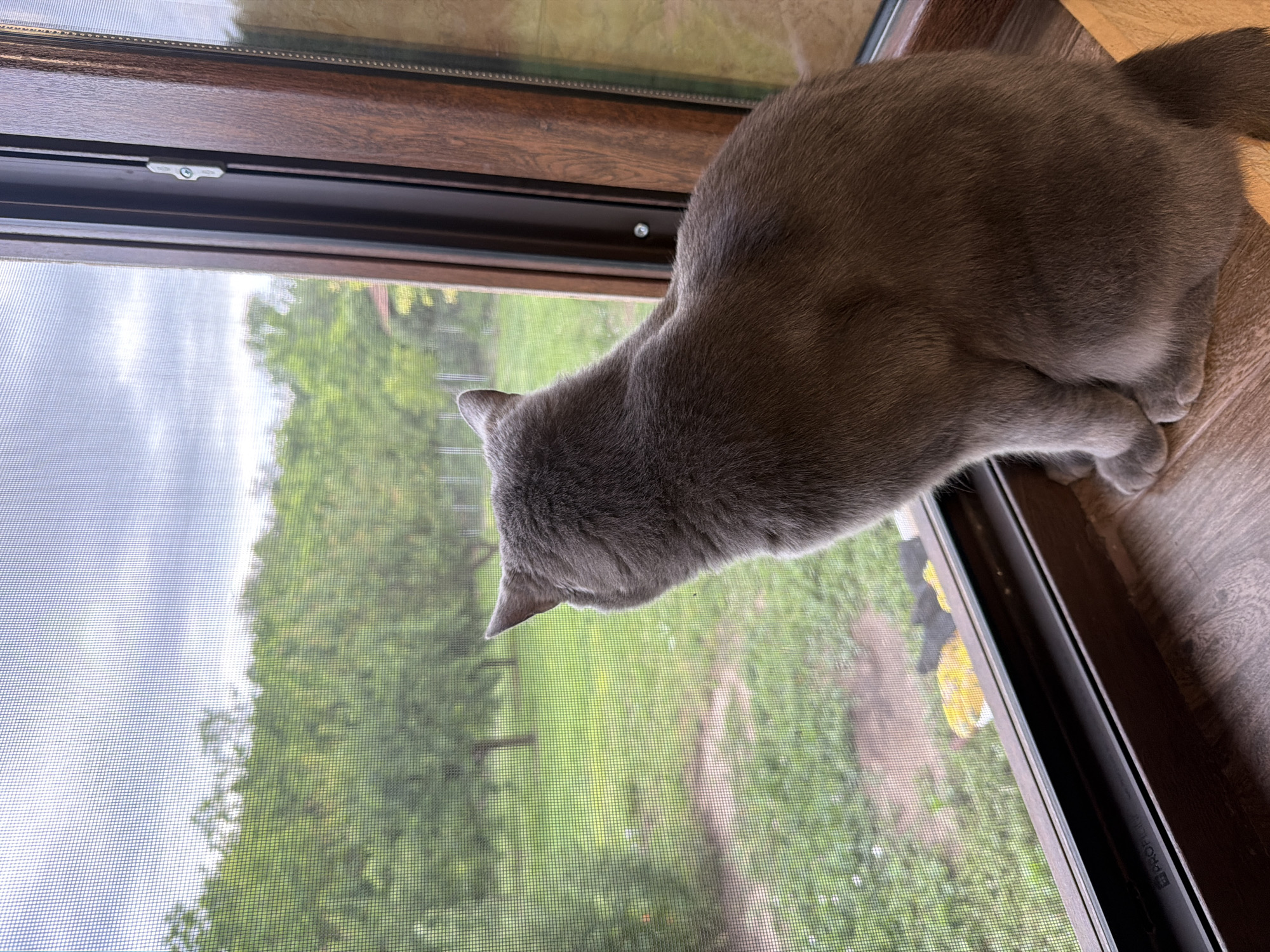A gray cat sits on a wooden windowsill, looking out through a window screen at a green, leafy outdoor scene. The sky is overcast. The cat's rear is facing the camera, with its head turned to the left, observing something outside. The window frame is dark brown. The image appears to be taken from an interior room in Orehovitsa, Bulgaria.