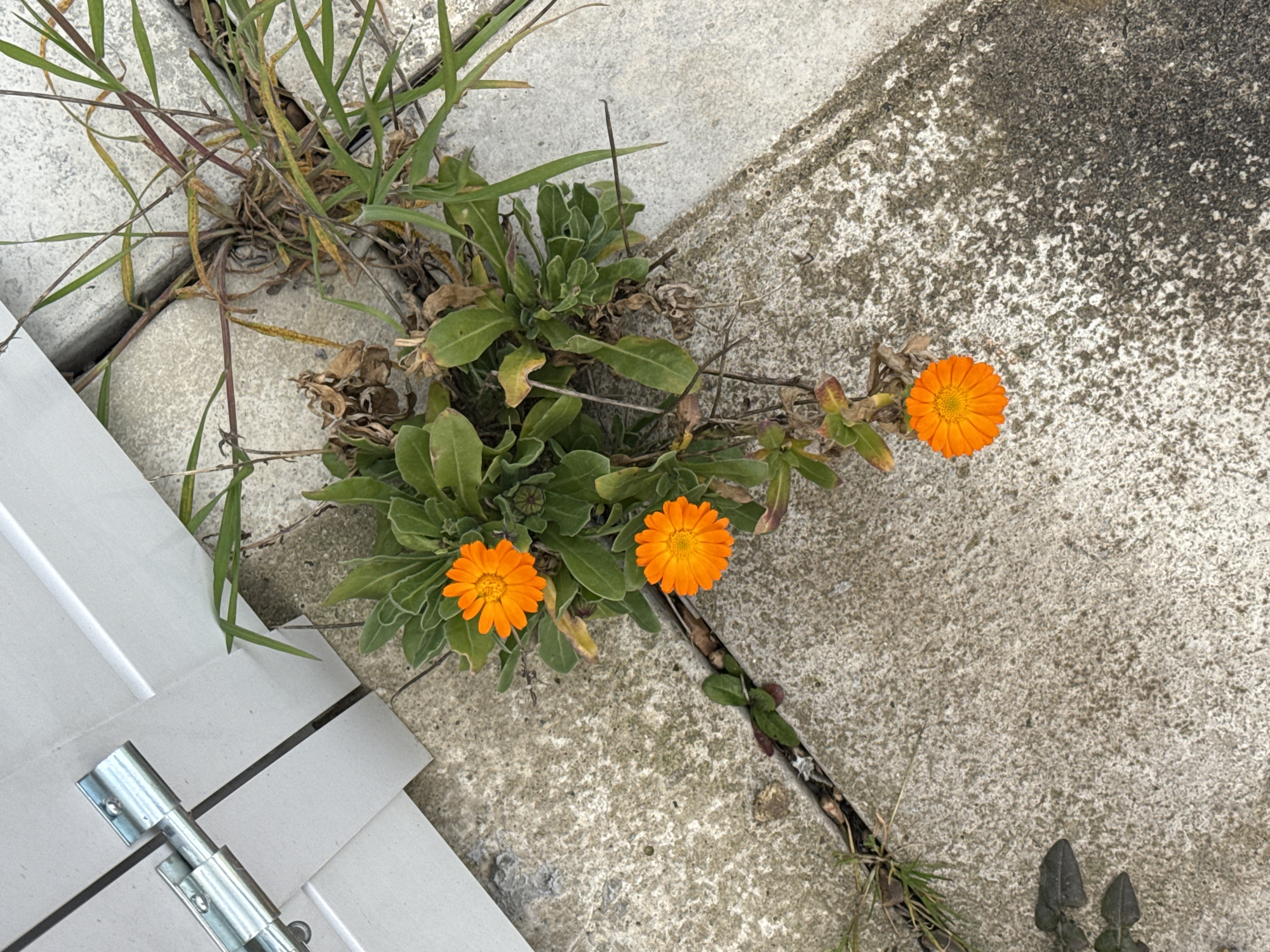A high-angle shot shows a patch of orange calendula flowers growing out of a crack between concrete slabs. The concrete slabs are weathered and stained. Grass also sprouts from the same crack. A white wooden structure with a silver bolt mechanism is visible in the lower left corner.