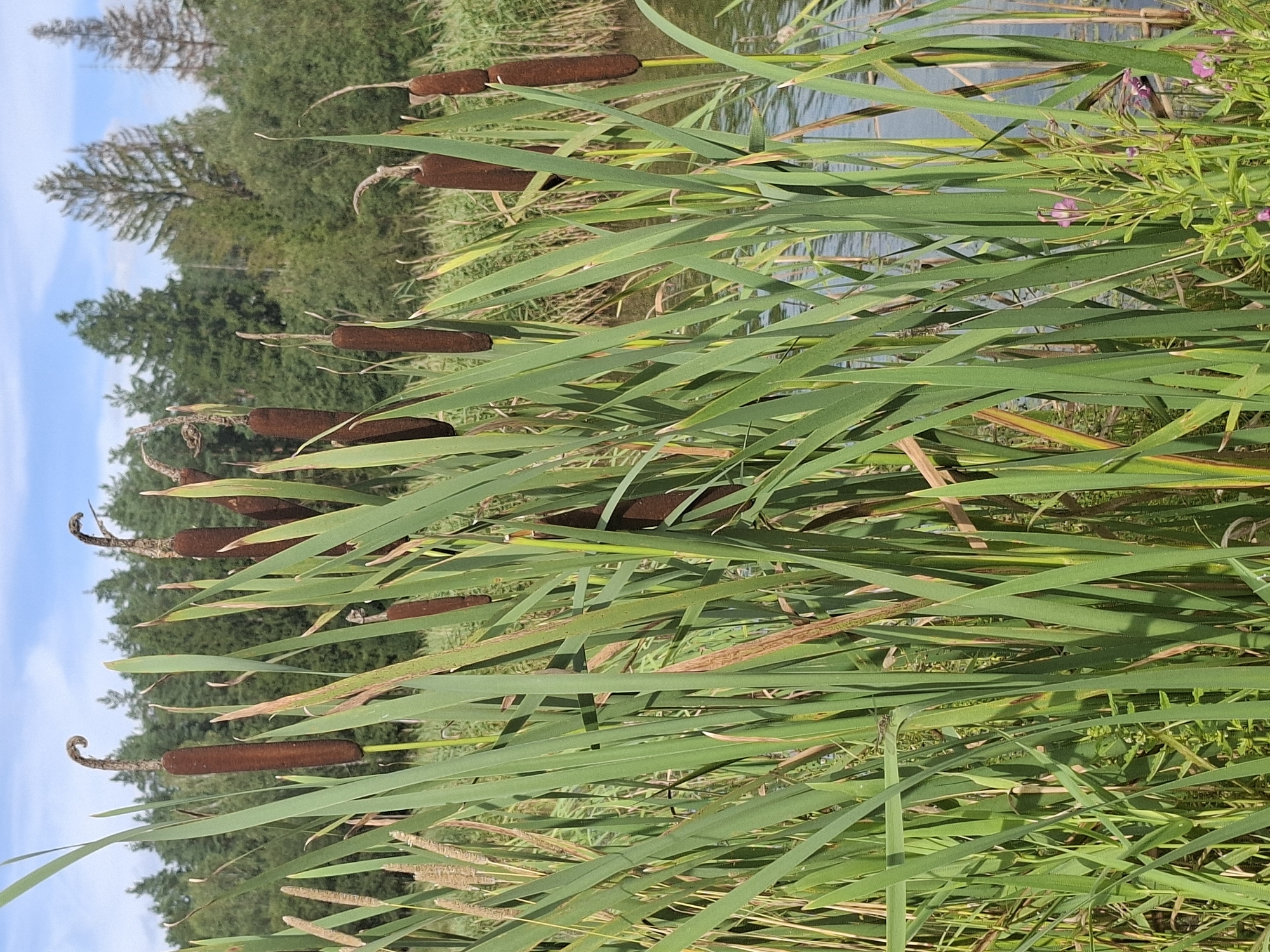 In the foreground, a dense cluster of cattails with their characteristic brown, cylindrical seed heads dominates the scene. The cattail leaves are tall, slender, and green, some showing signs of browning at the tips. The cattail heads are of varying heights and some appear to be slightly curved at the top. Amidst the cattails, a few small purple flowers are visible, adding a touch of color to the lush green vegetation. The cattails are growing near a body of water, which is visible in the middle ground and right side of the image. The water is calm and reflects the light, appearing a muted blue-grey. In the background, a dense forest of evergreen and deciduous trees forms a natural border, with a bright blue sky with scattered white clouds above. The overall impression is a tranquil, natural wetland environment. The scene is likely located in the vicinity of Таўкачоўскі сельскі Савет, Belarus, given the typical flora and landscape of the region. No people are present in the image.