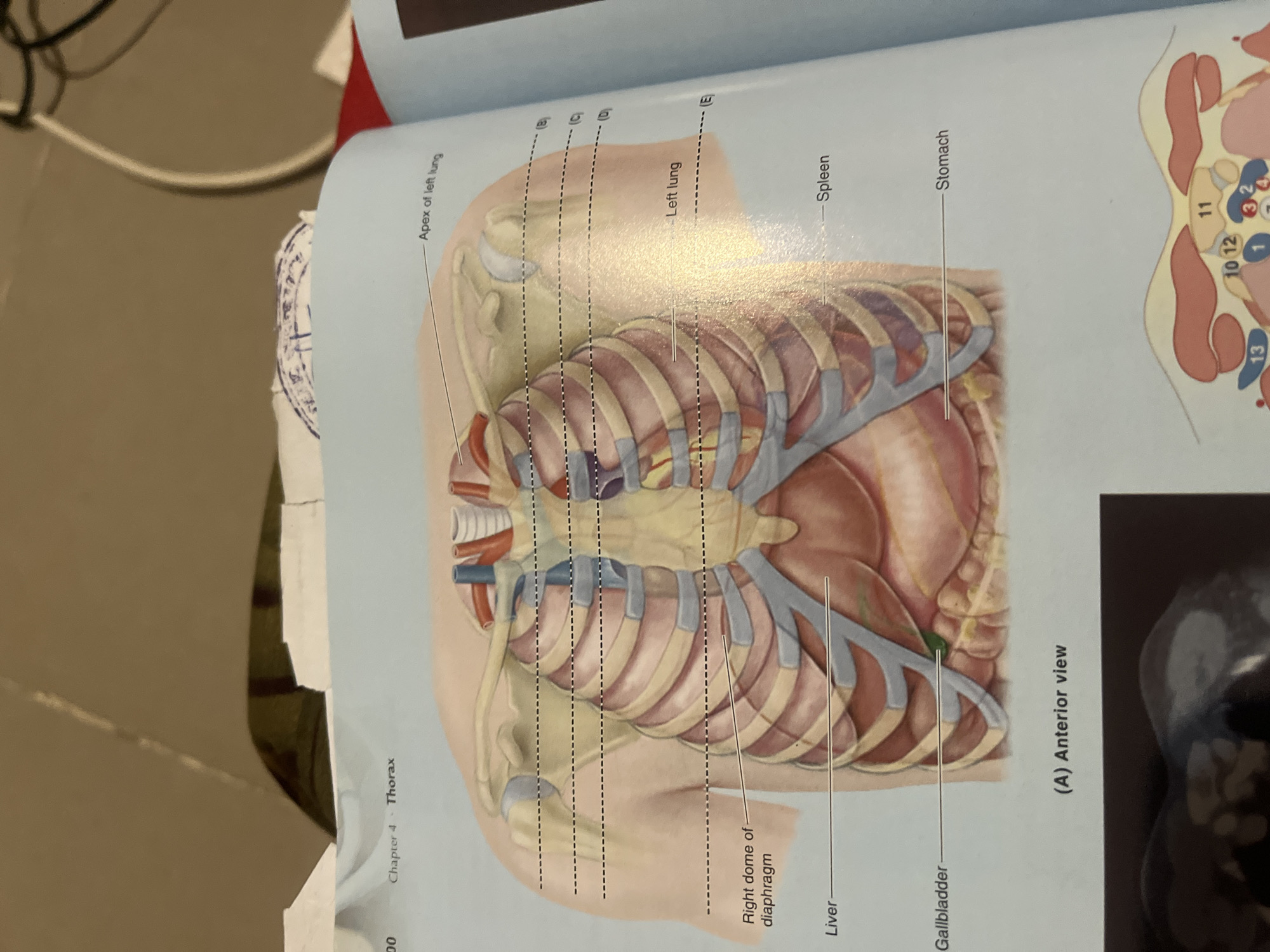 The image shows an anatomical illustration of the human thorax and upper abdomen from an anterior view, with labels pointing to various organs and structures. The diagram depicts the rib cage, lungs, diaphragm, liver, gallbladder, spleen, and stomach. Text overlays indicate "Chapter 4 - Thorax" and specific labels like "Apex of left lung," "Left lung," "Right dome of diaphragm," "Liver," "Gallbladder," and "Stomach." There are also dashed lines with lettered labels (B, C, D, E) indicating regions or planes. Below the main diagram is a smaller, partially visible diagram with numbered labels, likely representing a cross-section or a different view of abdominal organs. The image is from a textbook or educational material. There is no information in the image that relates to the city of Jalingo, Nigeria.