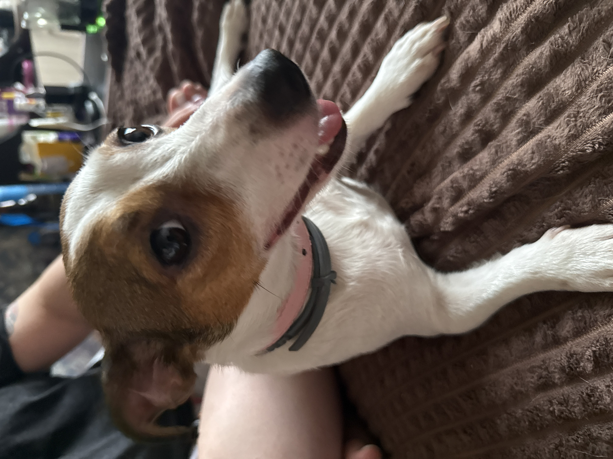 A close-up, eye-level shot features a small dog, likely a Jack Russell Terrier, lying on a brown, textured blanket. The dog's head is angled towards the right side of the frame, with its mouth slightly open, revealing its pink tongue and some teeth. It wears a pink and gray collar. The dog's fur is predominantly white with brown markings on its head and ears. The background is blurred but suggests an indoor setting with some objects on shelves, including bottles and containers. A portion of a person's arm and shoulder, wearing a dark t-shirt with a tattoo, is visible on the left side of the image, indicating they are likely holding or petting the dog. The lighting is soft and diffused. There is no information available to suggest this scene is located in Moscow, Russia.