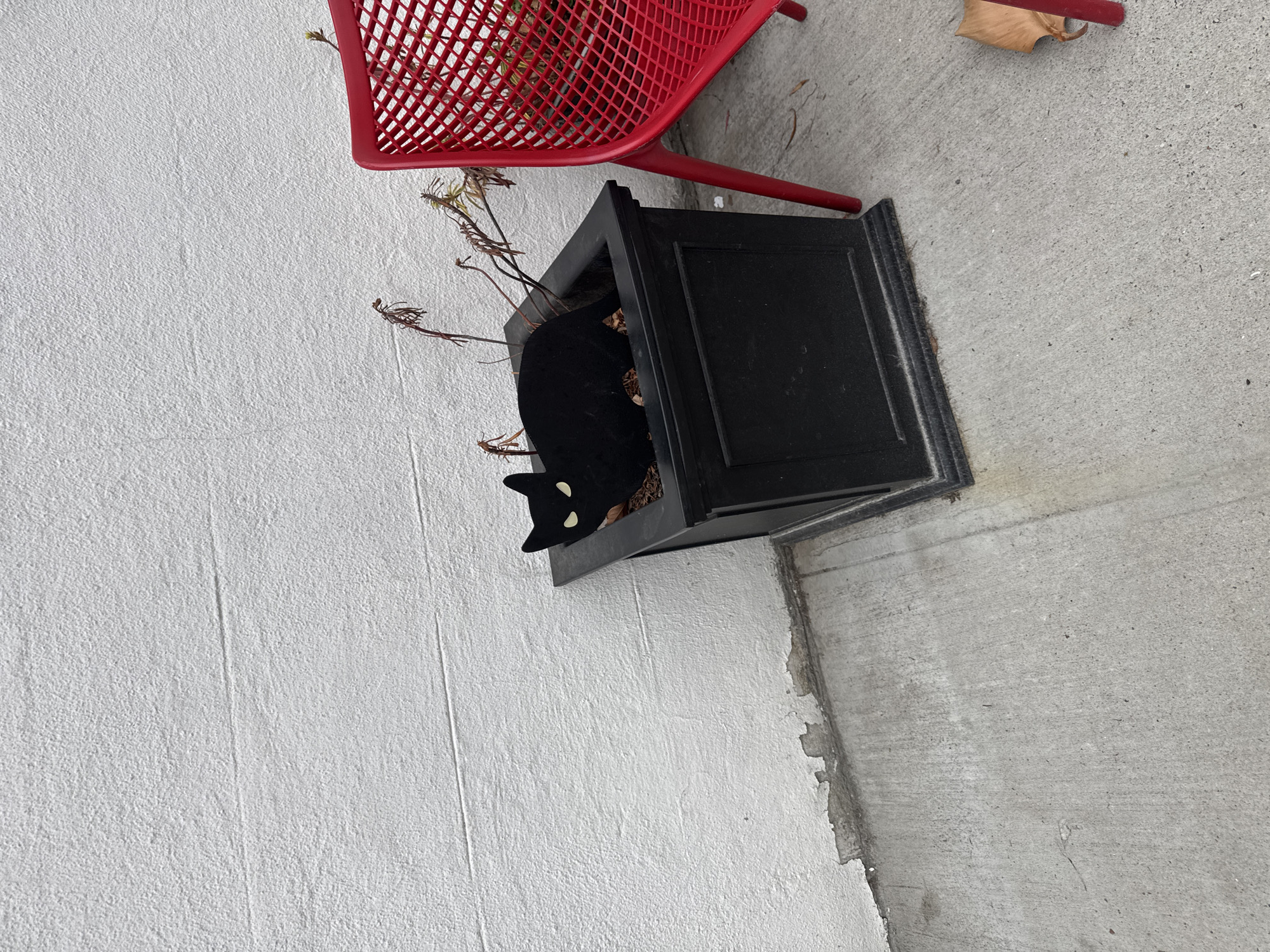 A black cat with white eyes is sitting inside of a black flower pot with dry plants. Next to the pot is a red, metal chair. The pot and chair are in front of a white wall. The ground is concrete. The location is an outdoor area in an unknown area of the United States. The camera is at an angle, not straight on.