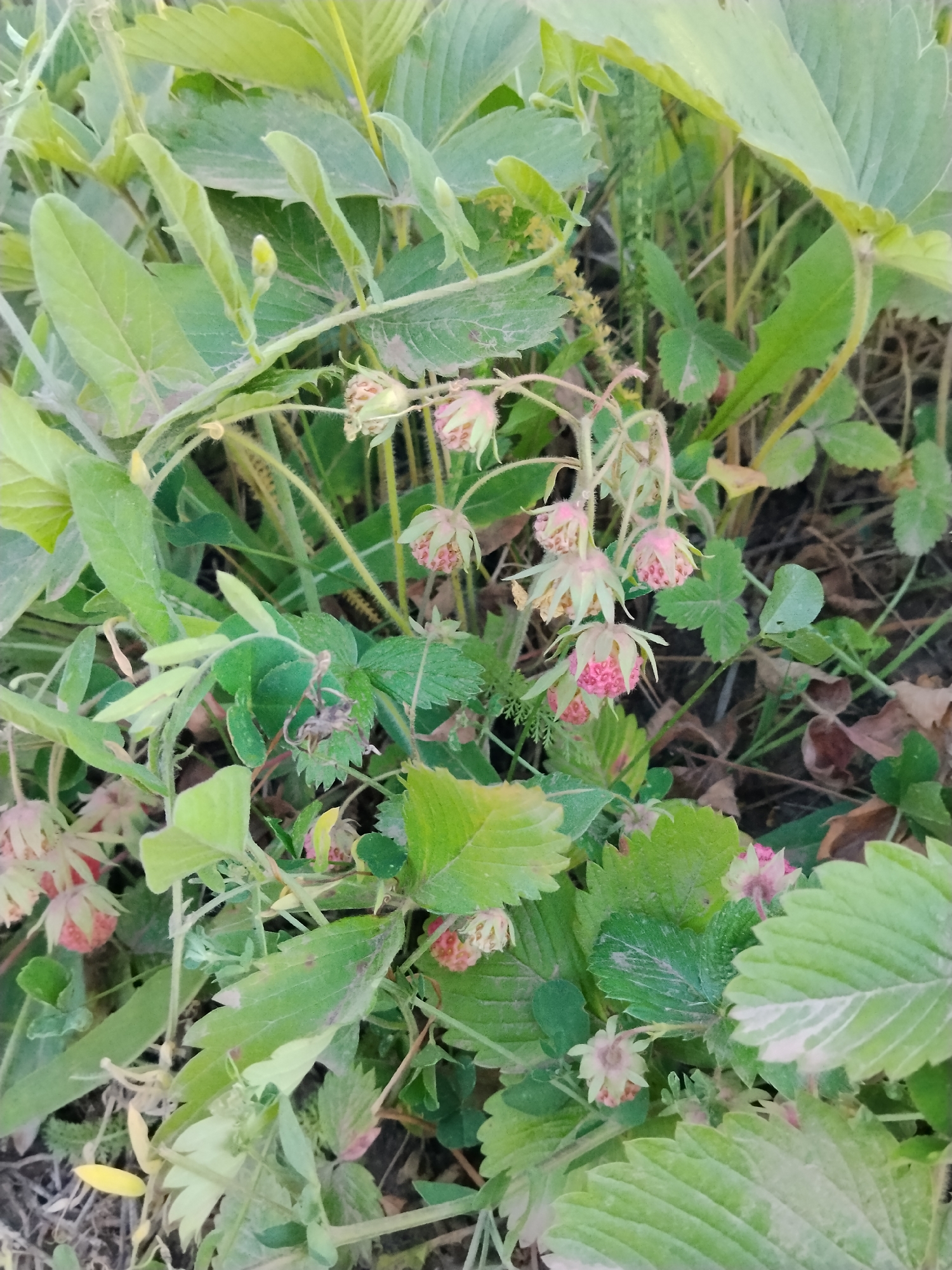 A cluster of unripe strawberries hangs from a vine amidst lush green foliage. The strawberries are small, with pale green exteriors and hints of pink visible. The leaves are broad and serrated, with a slightly fuzzy texture. The background is a blur of dark soil and fallen leaves, suggesting a natural outdoor environment. The lighting is soft and diffused, casting no harsh shadows. The image appears to have been taken in a garden or a wooded area.