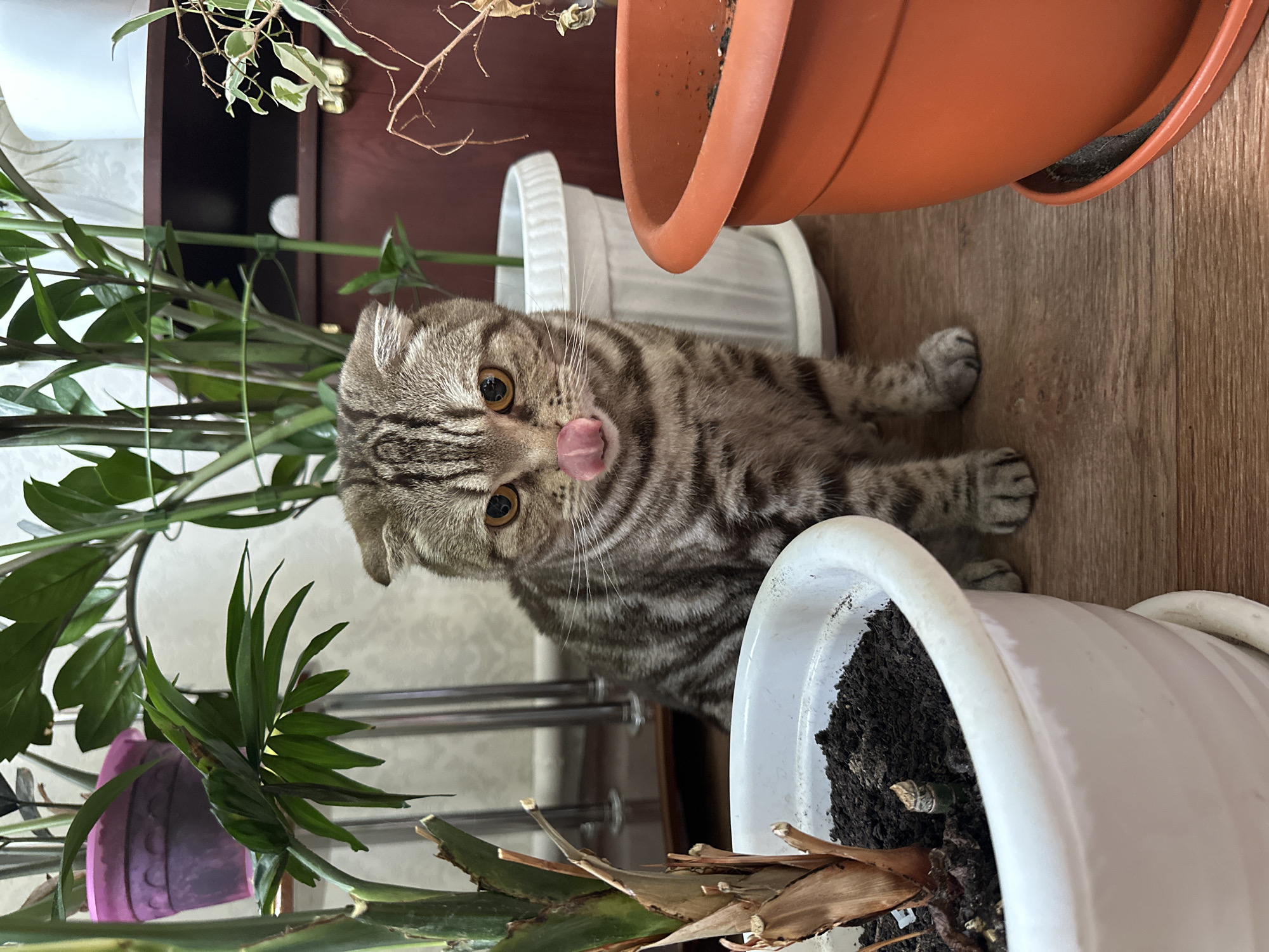 A tabby cat is lying on a brown wooden floor, among several potted plants. The cat is looking at the camera with its tongue sticking out. There are three visible pots, two white and one terracotta. The white pots contain plants, with one having some dead leaves. The terracotta pot appears to be empty. A shelf is visible behind the plants. The location is unknown.