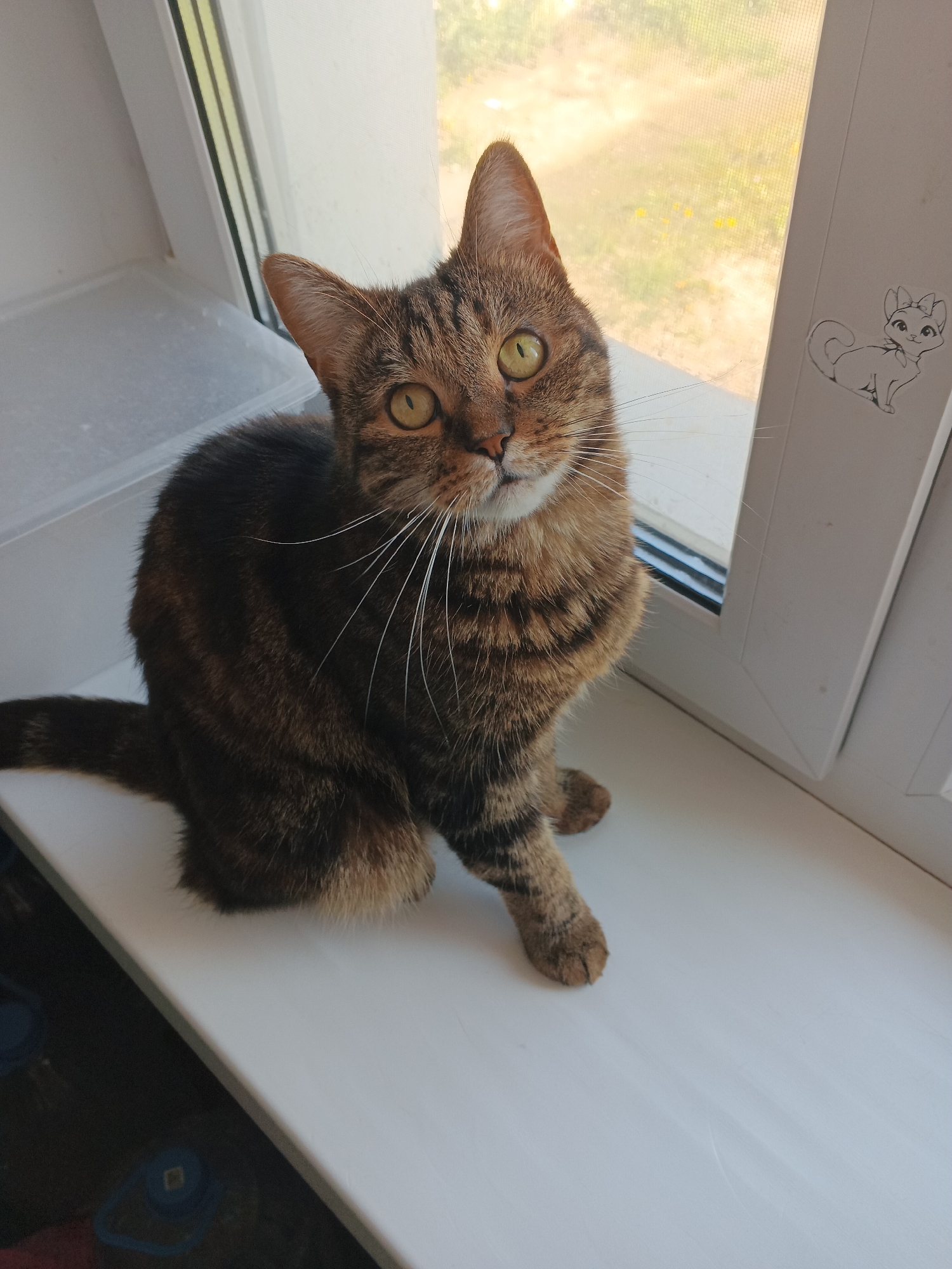 A tabby cat sits on a white windowsill, looking towards the viewer. The cat has green eyes and prominent white whiskers. The background shows a window with a view of trees and yellow flowers outside. To the right of the cat, on the window frame, is a small sticker of a cartoon cat with a bow. The windowsill appears to be part of an indoor setting, with a plastic container visible on the left side.