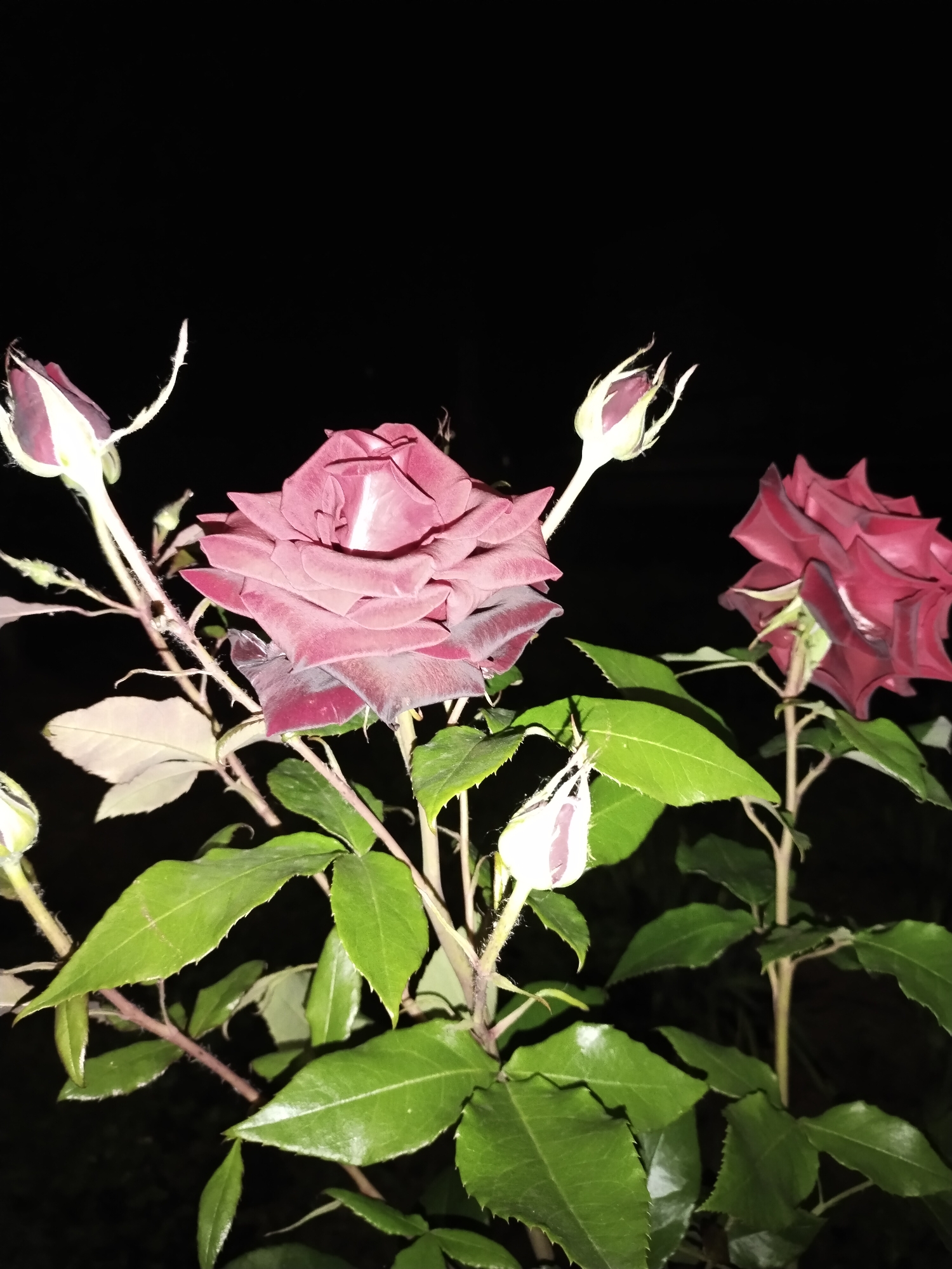 The image depicts a close-up view of several dark red rose buds and one fully bloomed rose against a black background. The lighting suggests it may be nighttime. Several green leaves and stems are visible, with some thorny branches. The scene appears to be a rose bush. There are no people or any other discernible objects or activities. There is no information in the image to suggest a specific location within Horishni Plavni, Ukraine.