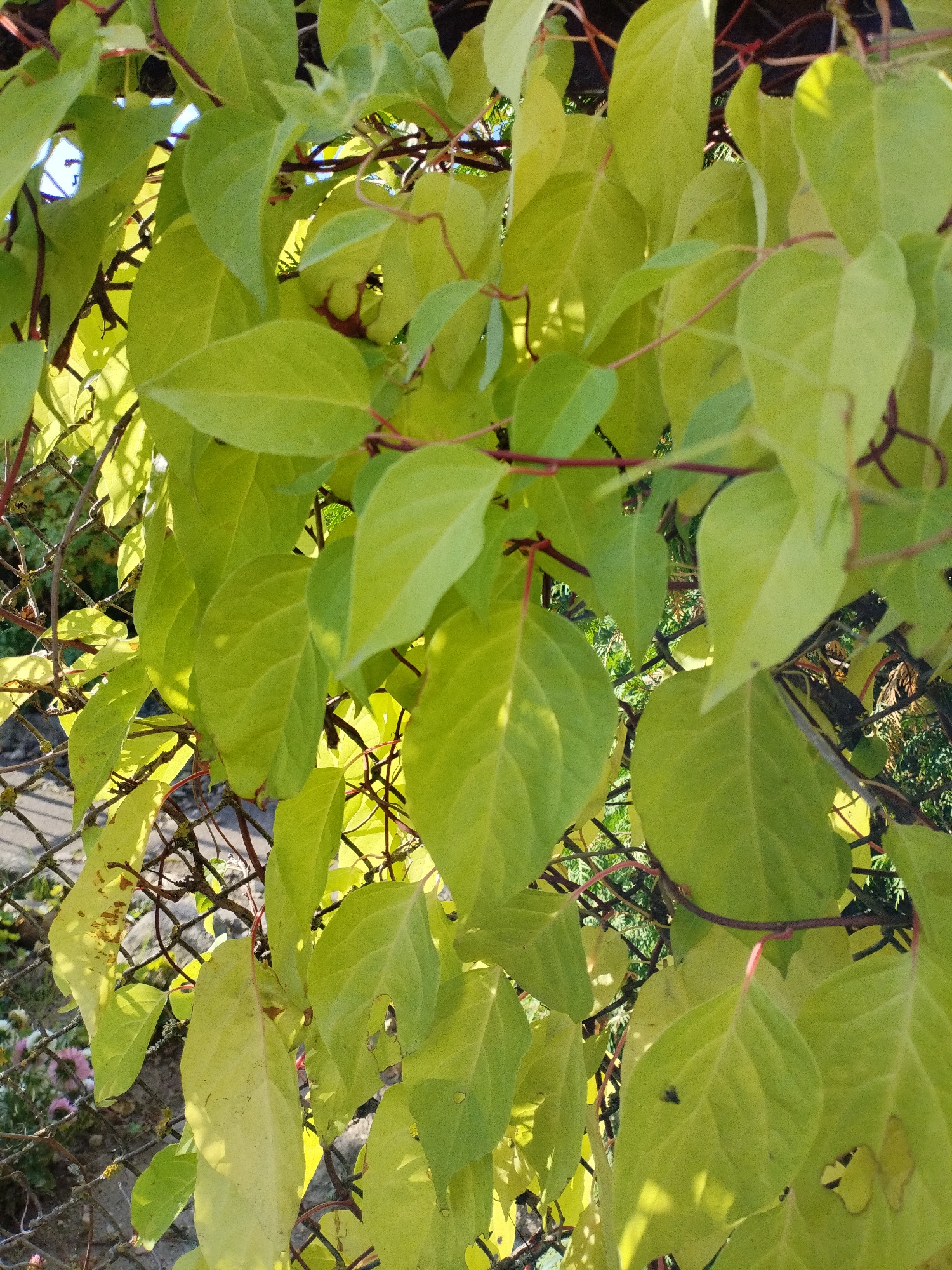 The image shows a close-up view of a vine with light green leaves and thin, reddish-brown stems. The vine is growing over a chain-link fence. In the background, there are glimpses of other foliage and a hint of a bright sky. Sunlight filters through the leaves, creating dappled shadows. The overall impression is of a natural scene, possibly a garden or park, in Bialynichy, Belarus. There are no people or animals visible in the image.