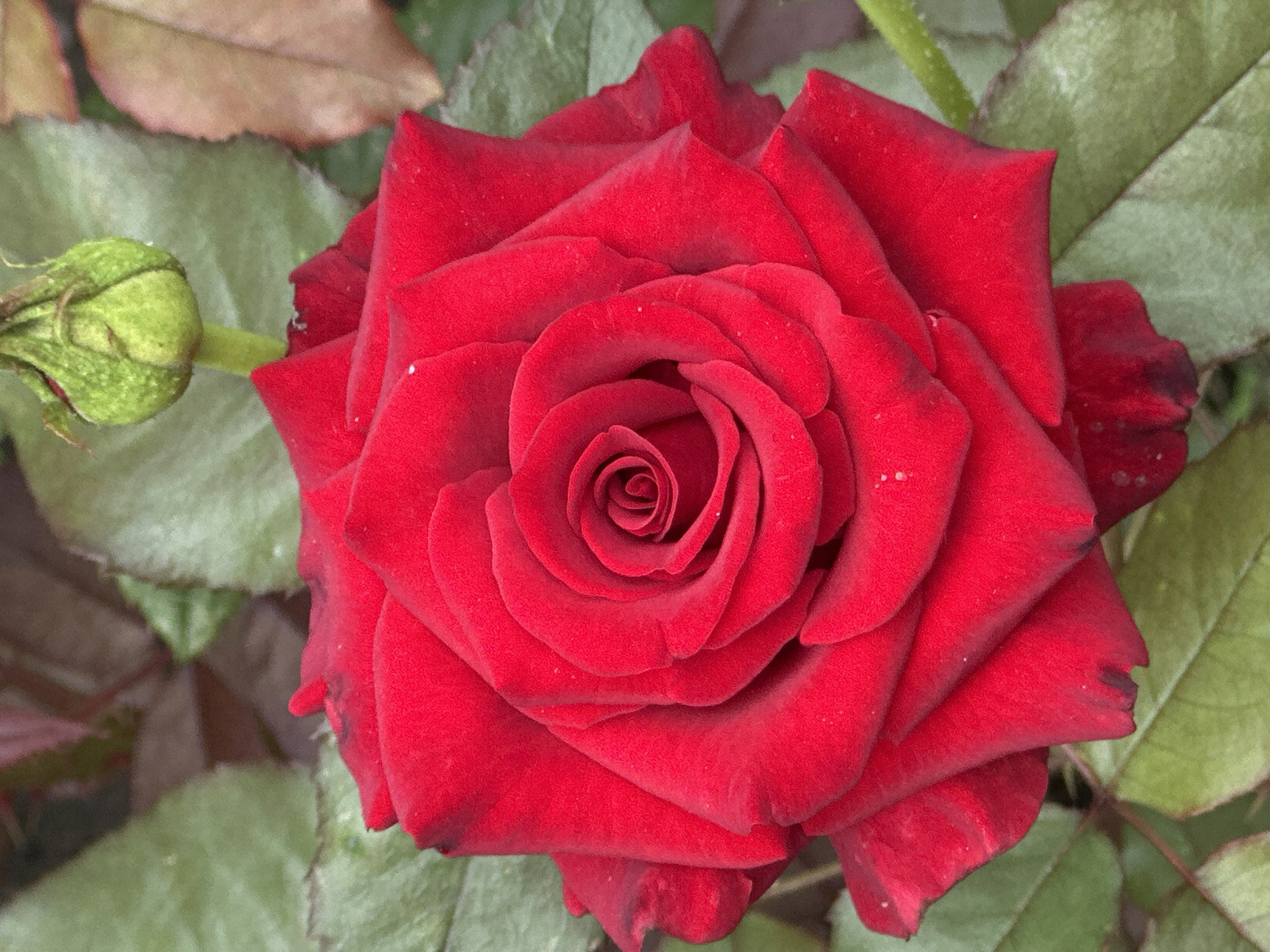A close-up, top-down view of a fully bloomed, vibrant red rose is presented against a backdrop of green and brown foliage. The rose's petals are densely packed, spiraling inward to reveal a tightly furled center. Tiny water droplets are visible on some of the petals, suggesting recent rain or dew. To the upper right of the rose, a closed green bud with visible sepals is perched on a stem. The background consists of large, textured green leaves and some dry, brownish leaves, creating a natural, garden-like setting. The scene is devoid of any human presence or urban elements, indicating it is likely from a natural or cultivated outdoor space, such as a garden or park, rather than within the city limits of Lobacheve, Ukraine.