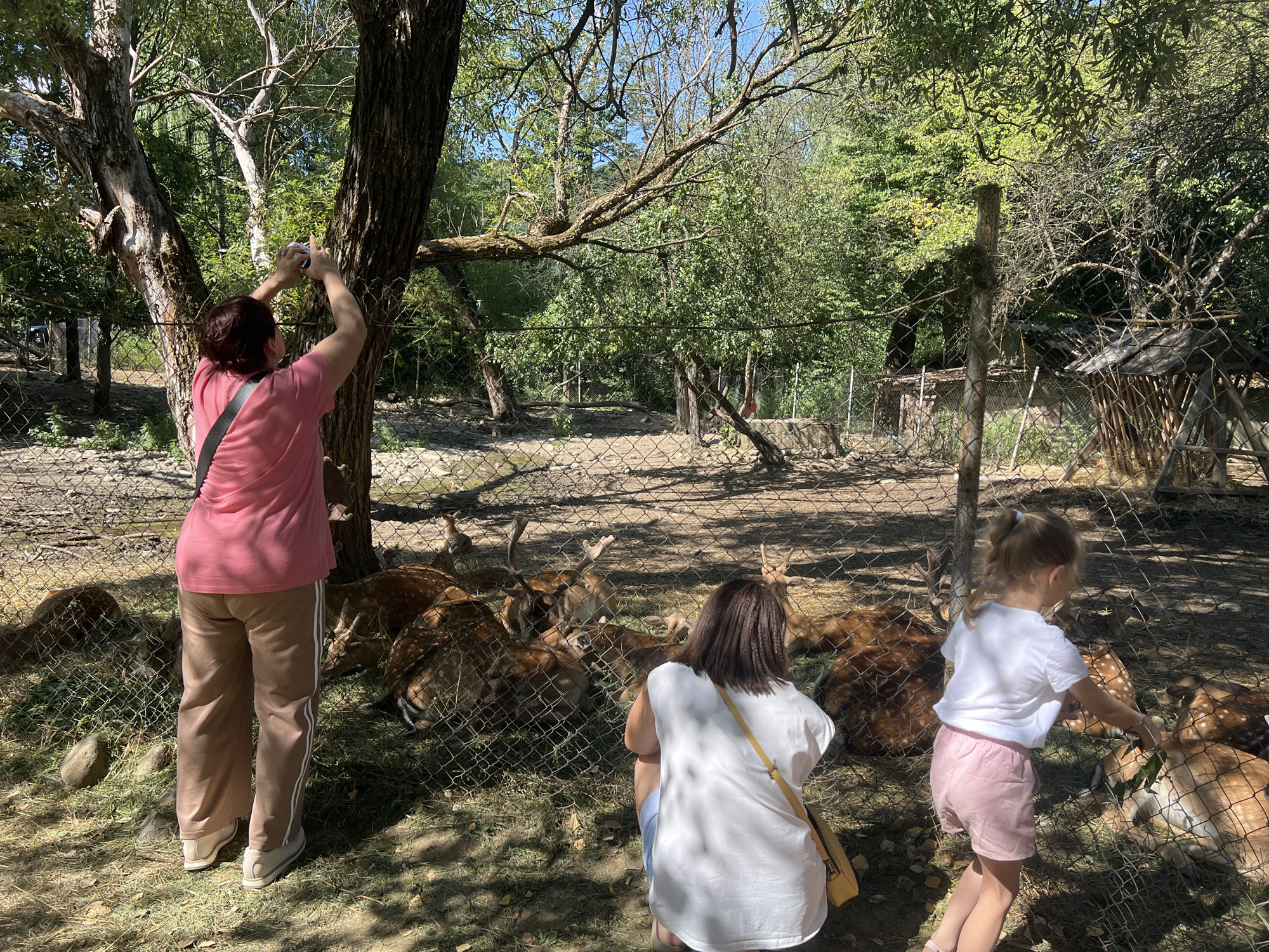 In Holubyne, Ukraine, on a sunny day, three individuals are observed at an outdoor enclosure containing several deer. The enclosure is fenced, and the ground is covered with dry grass and dirt. To the left, a woman with dark hair wears a pink t-shirt and beige pants, holding a camera to take a picture of a tree. In the center, another woman with dark, wavy hair wears a white top and blue shorts, crouching to interact with the deer. To the right, a young girl with blonde hair in braids wears a white t-shirt and pink shorts, reaching through the fence to feed the deer. The deer, varying in size and exhibiting spotted coats, are gathered near the fence. The background reveals dense foliage and trees, suggesting a natural or semi-natural environment.