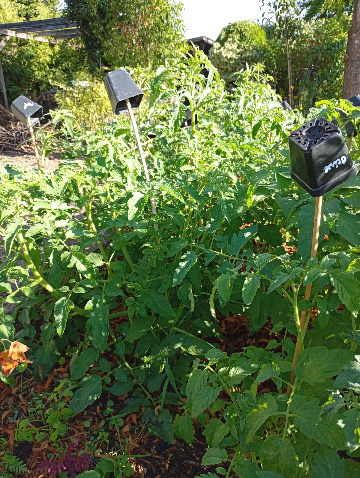 In Holm, Germany, a garden scene features lush green tomato plants thriving under a bright, sunny sky. The plants are supported by bamboo stakes, some of which are topped with inverted black plastic pots. One of these pots bears the handwritten label "Ochre" in white. In the background, the scene is bordered by trees and a wooden structure, suggesting a residential or horticultural setting. The ground is covered with mulch and fallen leaves, indicating it is likely late summer or early autumn.