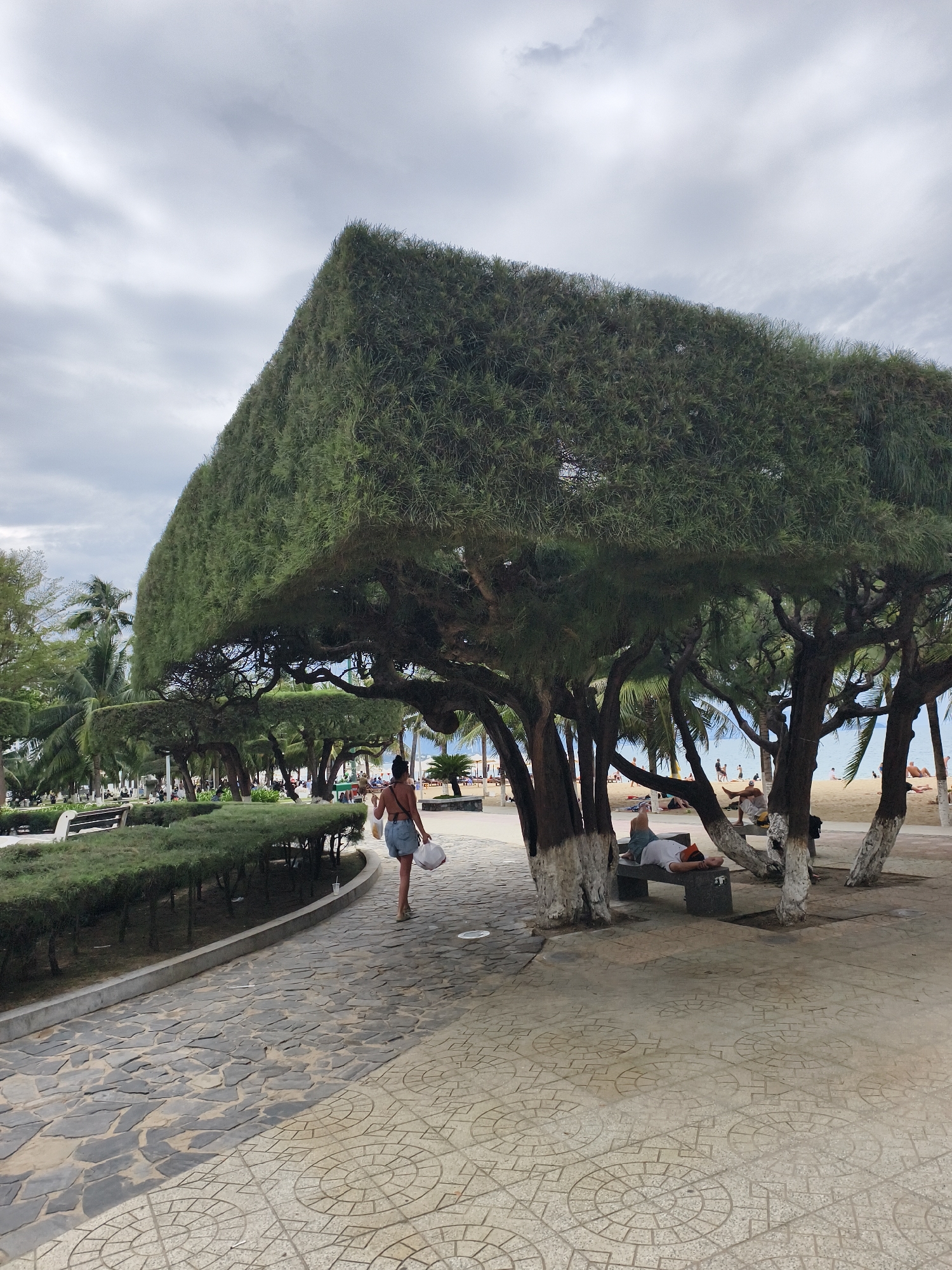 This image captures a vibrant, yet overcast, scene along what appears to be a coastal promenade or park. The most striking feature is a massive, geometrically pruned tree canopy, forming a dense, almost rectangular green roof that extends over a paved pathway. Its rich green foliage contrasts with the grey, cloudy sky above.
In the foreground, a woman walks away from the camera on a textured stone path, carrying white plastic bags in her right hand. She wears a dark top and denim shorts. The path is divided, with the left side featuring irregular grey and black stones, while the right side is a lighter concrete adorned with intricate circular and geometric patterns. Along the left path, a low, manicured hedge borders the walkway.
Beneath the large canopy, several tree trunks, some marked with white paint, support the extensive foliage. Under their shade, individuals are visible relaxing; one person lies stretched out on a grey bench, wearing a white shirt and an orange cap, while another is seated further back.
In the mid-ground, beyond the trees, a sandy beach is visible, with several people walking, standing, or sitting near the water's edge. The blue expanse of the ocean can be seen behind them. Palm trees also dot the landscape further in the background, reinforcing the coastal setting. The overall atmosphere suggests a leisurely day, despite the overcast conditions, with people enjoying the shade and proximity to the beach. No discernible text is visible in the image.