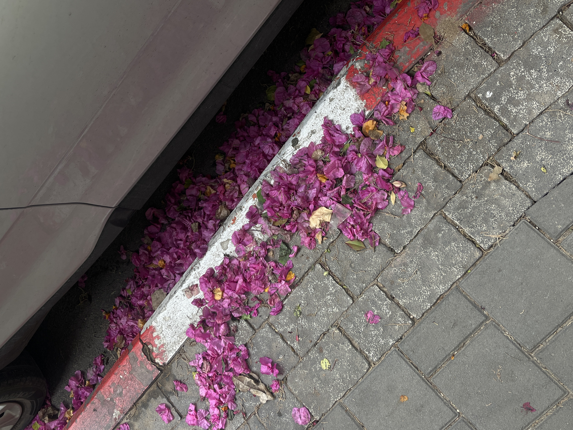 A street-level view shows bougainvillea flowers, primarily pink, scattered along a curb next to a parked car. The curb is painted white with a red stripe along the edge. The flowers are also on the grey brick paving stones that make up the sidewalk. The setting is likely an urban environment, possibly Tel Aviv, based on the style of paving stones and curbs common in that city. The car is partially visible on the left. No people are visible.