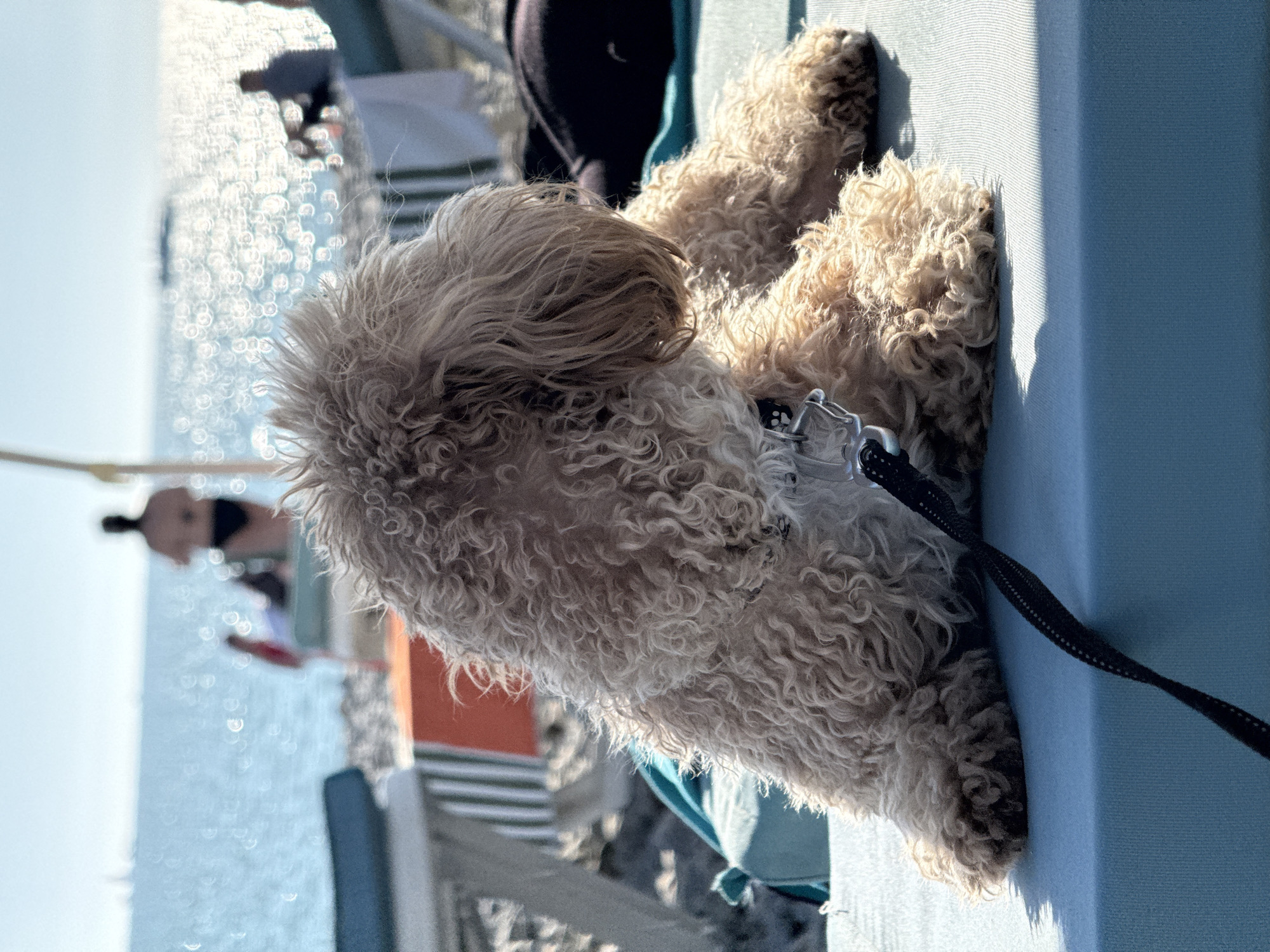 A light-colored, curly-haired dog lies resting on a blue cushioned beach lounge chair in Sochi, Russia. The dog is positioned in the foreground, facing right, with its head slightly lowered. A black leash is attached to a collar on its neck, extending towards the lower center of the frame. Strong sunlight illuminates the dog's fur and casts distinct shadows on the blue surface. In the midground, blurred outlines of other beach furniture, including lounge chairs and cushions, are visible. The background features the sparkling sea under a bright sky, with numerous sun reflections creating bokeh effects on the water's surface. Several blurred human figures are present on the beach and near the water, with one person standing partially submerged and another seated on a beach chair. Distant boats or structures are faintly discernible on the horizon.