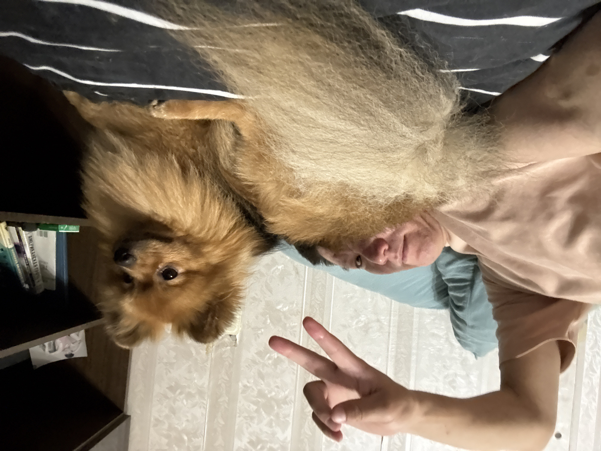 A person lies on a bed with a Pomeranian dog. The person is wearing a pink shirt and has their right arm raised, making a peace sign with their fingers. The dog is lying next to the person, facing towards the right. Behind them, a shelf is visible with books and a framed picture. The scene takes place indoors, likely in a bedroom, with a patterned wallpaper in the background. The overall lighting suggests it is nighttime or a dimly lit room.