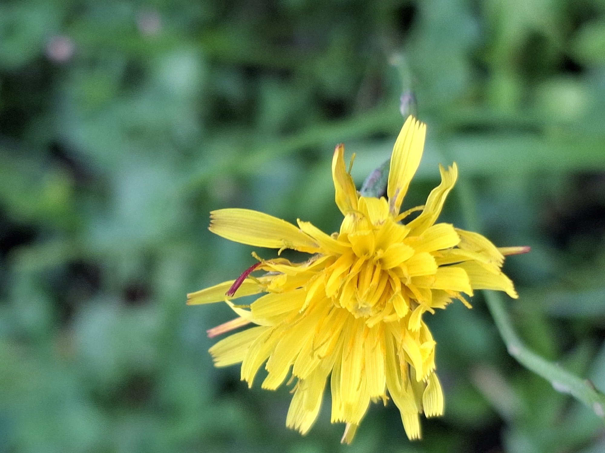 A close-up, vertical shot shows a bright yellow flower with many petals, some slightly curled, in the center of the frame. A thin, dark red filament extends from the flower's center. The background is softly blurred, consisting of various shades of green foliage and some darker shadows, suggesting an outdoor, natural setting. The lighting appears natural, highlighting the flower's vibrant color.