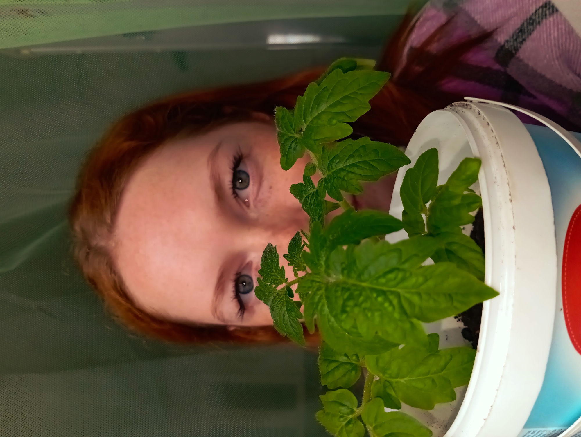 A young woman with red hair and blue eyes is partially visible behind a potted tomato plant. The plant, with vibrant green leaves, is in a white plastic container. The woman is wearing a pink and black plaid shirt. The background appears to be a green, somewhat textured surface. The image is rotated, making the scene appear sideways. It is not possible to determine if the image was taken in the city of Yurgamysh, Russia.
