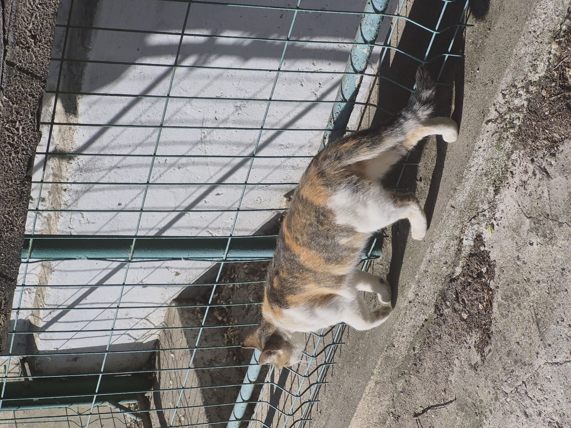A calico cat walks along a concrete path next to a green metal fence. The fence casts shadows on a white, textured wall behind it. The ground is a mix of concrete and loose debris. This scene is located in Chișinău, Moldova.