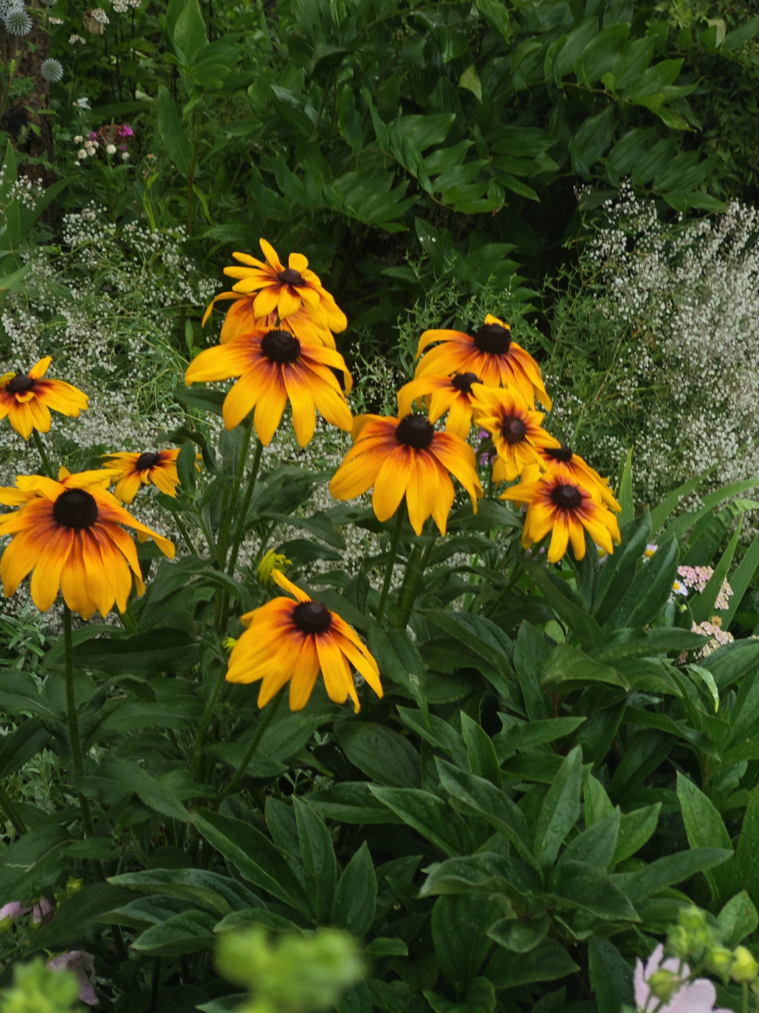 A vertical, medium shot captures a cluster of Black-Eyed Susans in bloom, set against a backdrop of lush green foliage. The flowers are vibrant yellow with dark brown centers, their petals fanning outwards. Some of the petals show a reddish-orange hue near the center. The foreground is dominated by these cheerful flowers, with some smaller, delicate white flowers and other green plants interspersed. The overall impression is one of a thriving garden. This image could have been taken in a garden in Chekhov, Russia, a city known for its natural beauty and numerous parks and gardens.