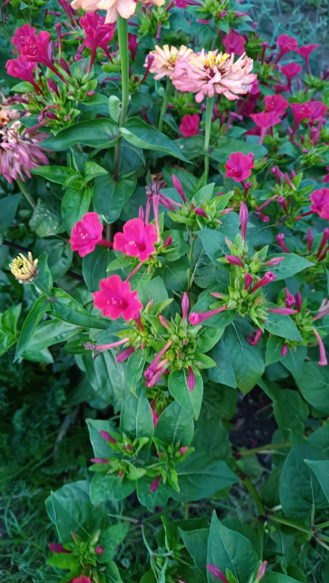 A close-up, eye-level shot captures a cluster of vibrant pink four o'clock flowers (Mirabilis jalapa) in full bloom, interspersed with tightly furled buds and lush green foliage. The flowers are a vivid magenta, with a trumpet-like shape and ruffled petals. Behind them, a few lighter-colored zinnias, with delicate peach and pink hues, add a softer contrast. The background is a blur of greenery, suggesting a garden setting. The image was taken in the city of Karsha, Russia.