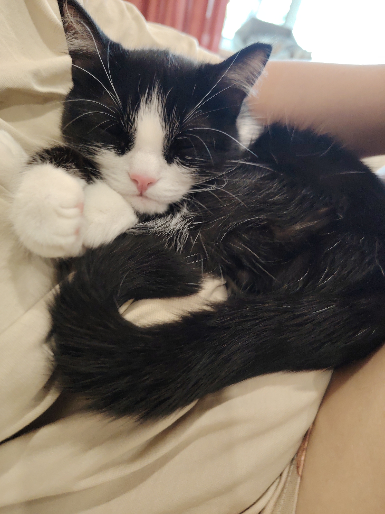 A black and white kitten is curled up and sleeping on a light-colored blanket. The kitten's eyes are closed, and its pink nose is visible. Its white paws are tucked beneath its chin, and its tail is wrapped around its body. The background is out of focus, but appears to be a room with soft lighting.