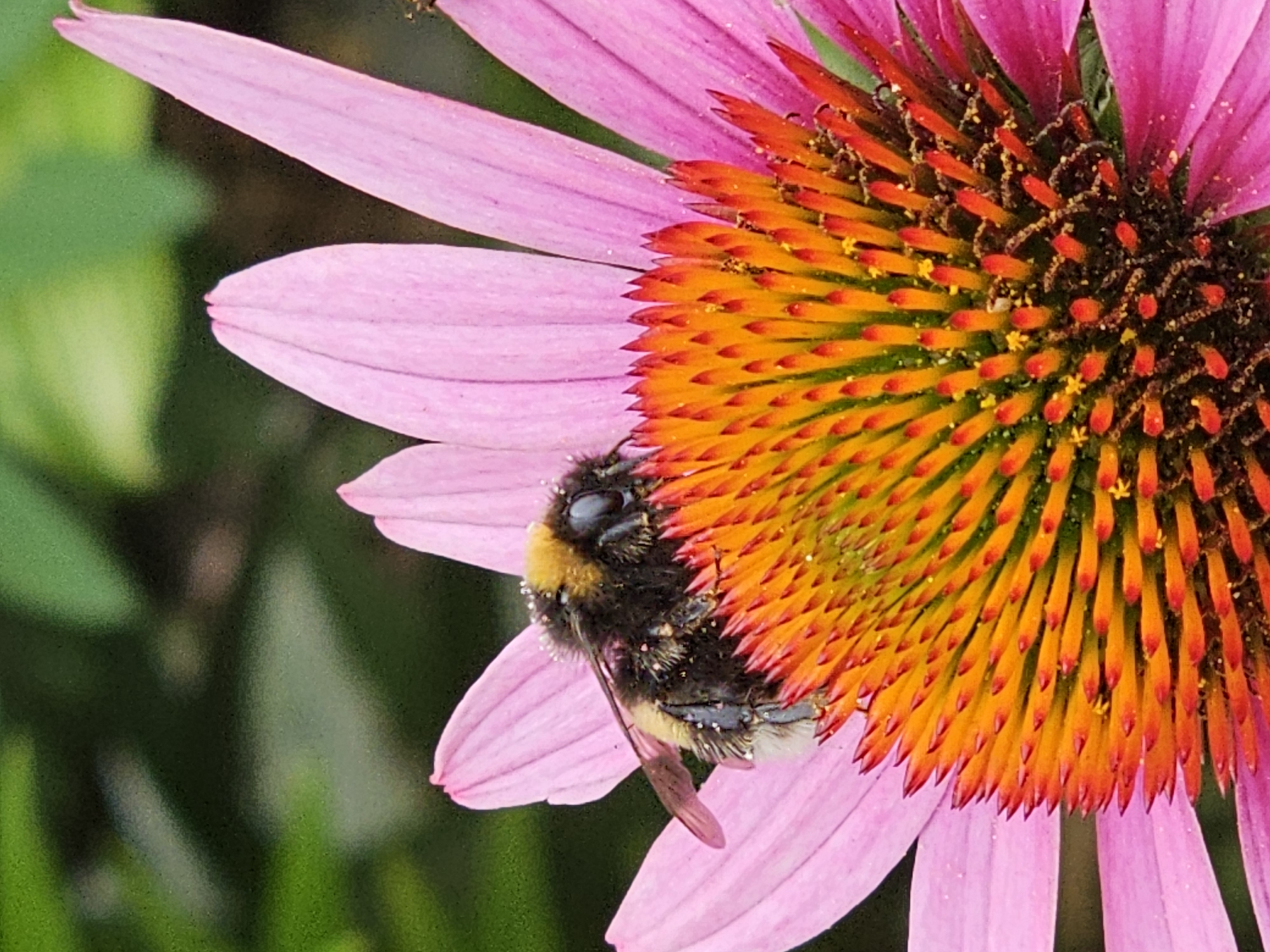 A bumblebee, covered in pollen, is nestled within the vibrant pink petals and spiky orange center of a coneflower. The background is a soft blur of green foliage. The image does not contain information to determine its location in Moscow, Russia.