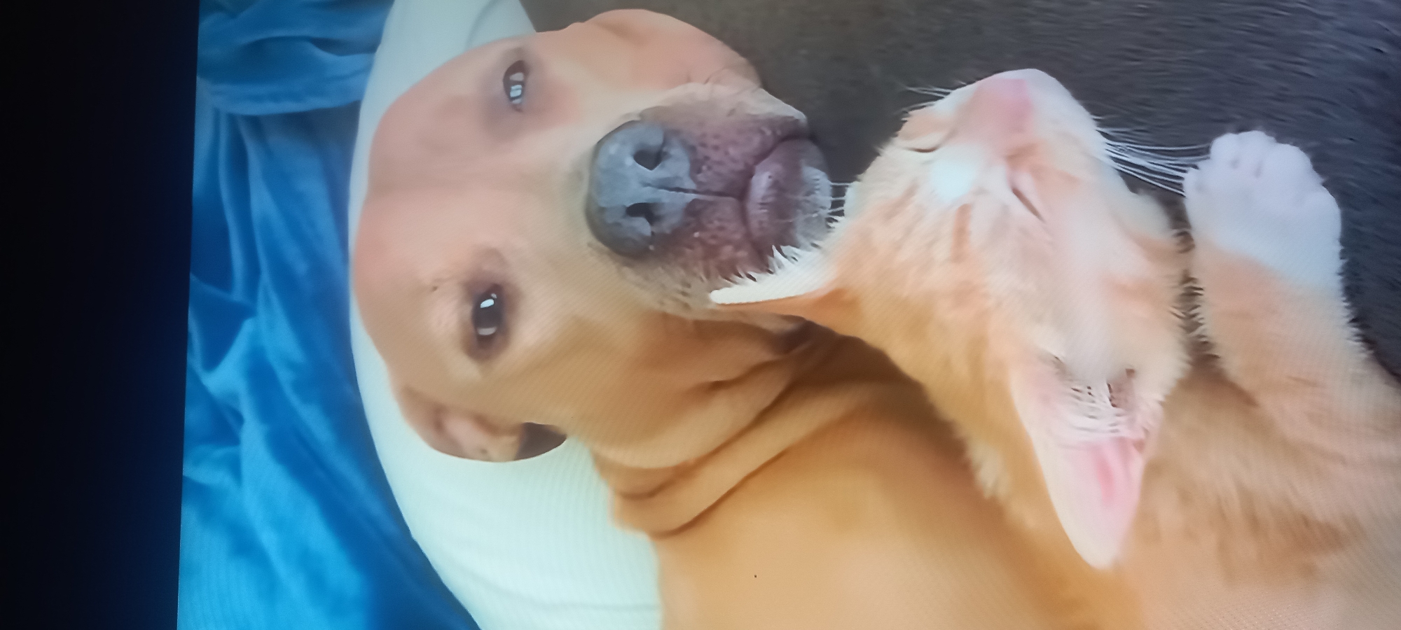The image shows a close-up of a tan pit bull dog lying down and cuddling with a small orange and white kitten. The dog's head is resting on a white pillow and its body is partially visible. The kitten is nestled against the dog's face, with its eyes closed. The background appears to be a blue blanket. The image is taken from a top-down perspective, suggesting the photographer is looking down at the animals. There is no indication of the location being Kryvyi Rih, Ukraine, or any specific city.