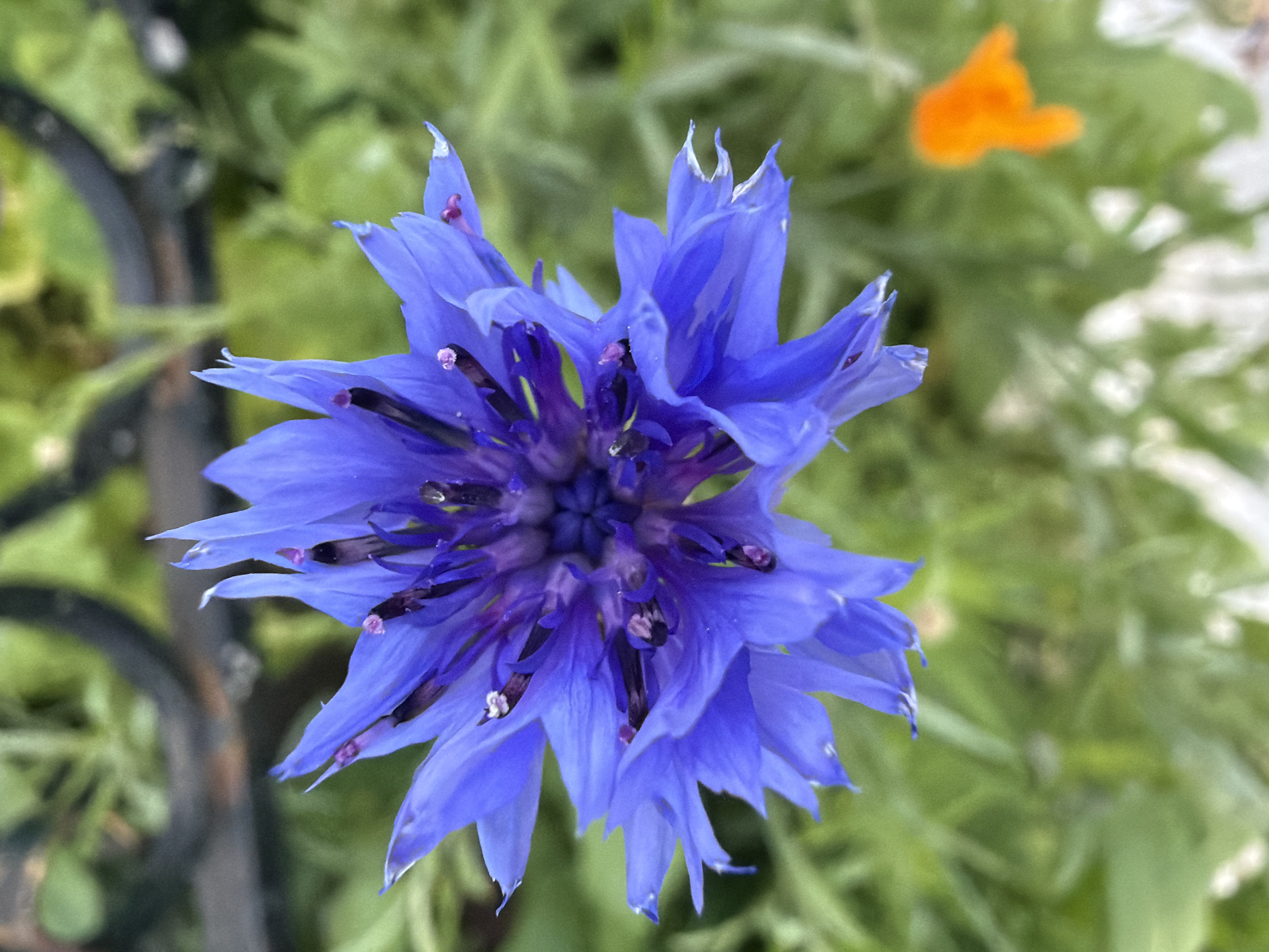 A top-down, close-up shot focuses on a single, vibrant blue cornflower in a garden. The flower's delicate, serrated petals radiate outwards from a dark, complex center, revealing hints of purple and small, dark stamens topped with pinkish-purple anthers. The background is softly blurred, with lush green foliage creating a natural, outdoor setting. In the lower right corner, a small, out-of-focus orange flower is visible. A dark, wrought-iron fence or decorative element runs horizontally across the upper portion of the image, also blurred. The lighting suggests it is daytime, likely with diffused sunlight given the soft focus. The scene evokes a sense of peaceful, natural beauty, possibly in a private garden. The image does not contain any identifiable people or specific landmarks that would indicate a precise location within Chaikovsky, Russia, beyond it being an outdoor garden.