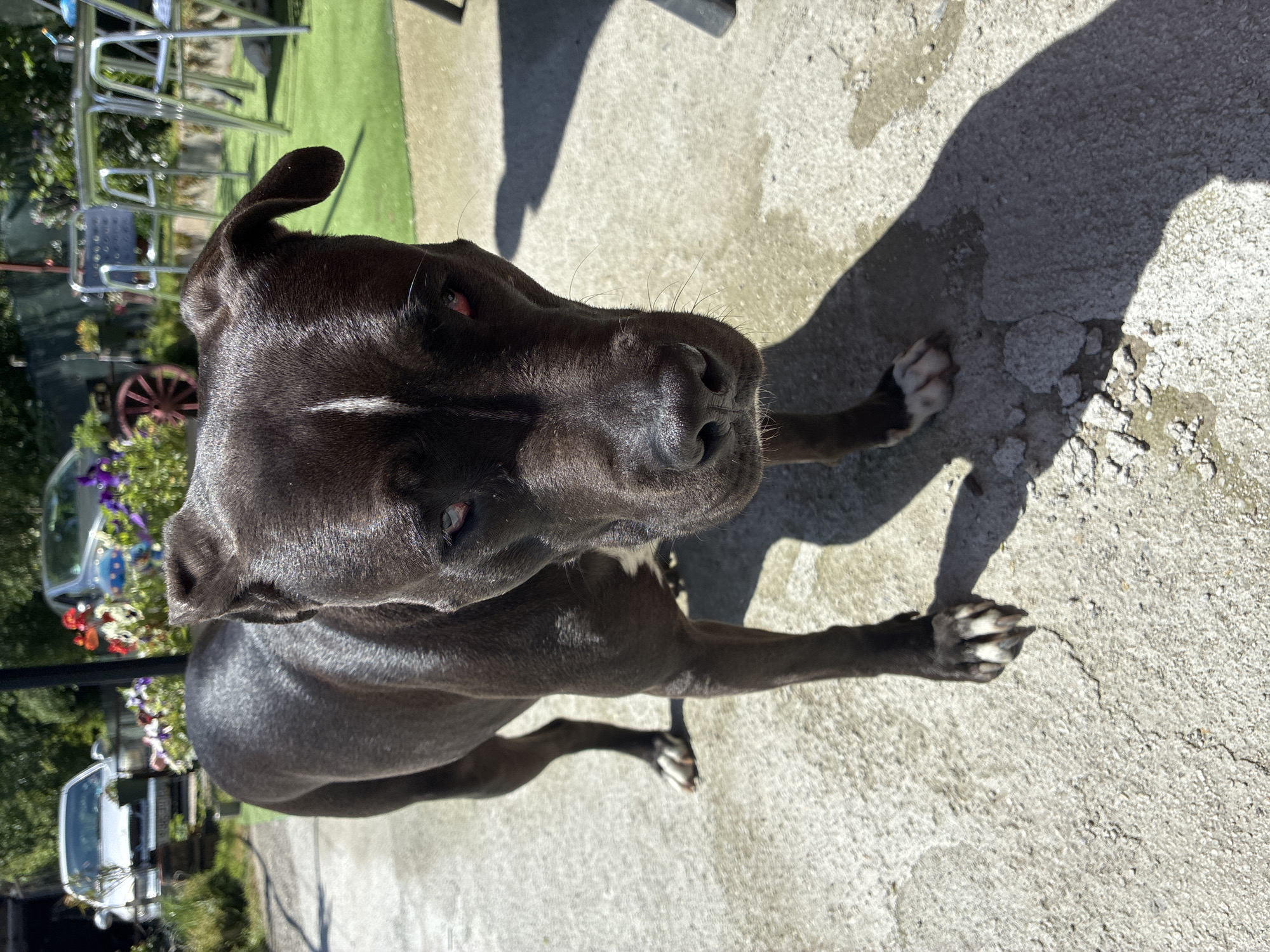 A black dog is standing on a concrete surface in an outdoor setting. The dog is facing upwards, with its head tilted slightly. It has white markings on its chest and paws. The background includes a lawn, trees, flowers, and a white vehicle. The location is likely in Varna, Bulgaria, but there are no elements in the image to confirm this.
