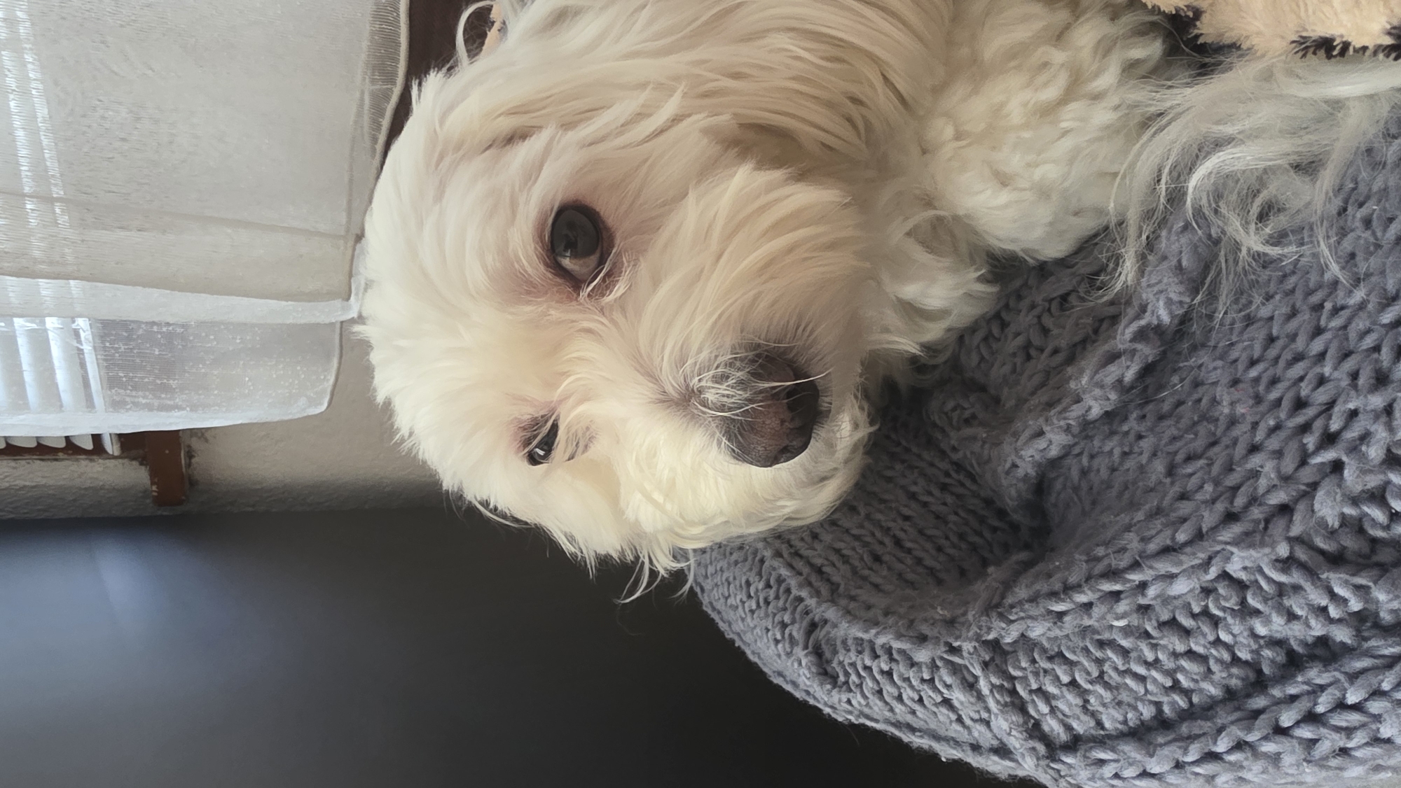 A small, white dog with fluffy fur is resting on a gray, knitted sweater or blanket. The dog's face is close to the camera, showing its dark eyes and nose. The background is out of focus but includes a window with a light-colored curtain. The location is not discernible from the image.