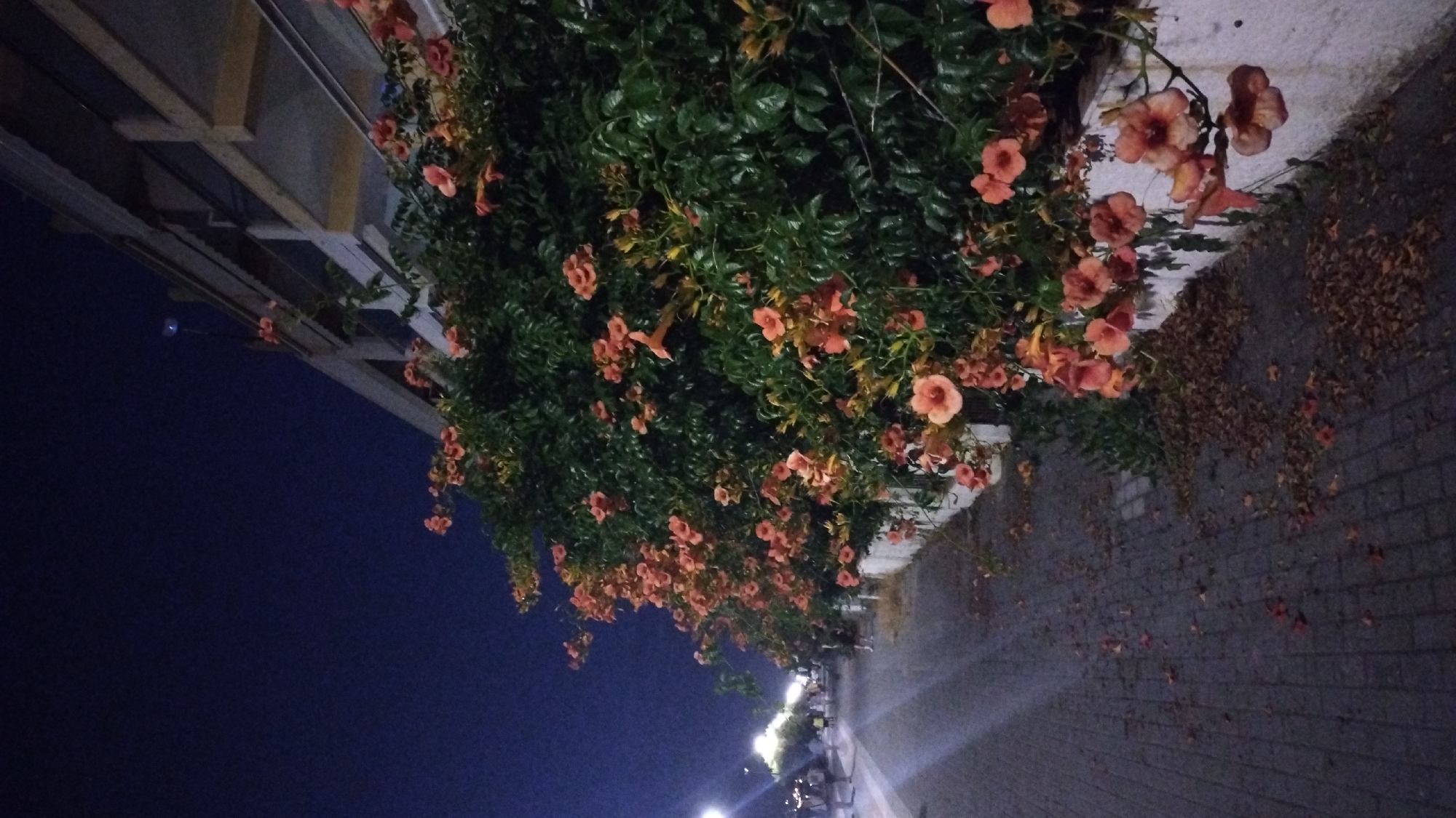 In the city of Perea, Greece, a paved walkway borders a wall adorned with lush green foliage and vibrant orange trumpet-shaped flowers. The walkway is sparsely scattered with fallen leaves. In the background, a dimly lit modern building with visible structural beams extends along the right side of the frame. Further down the walkway, several indistinct figures can be seen walking, illuminated by streetlights. The scene is captured at night under a deep blue sky, suggesting a peaceful evening ambiance in this Greek coastal town.