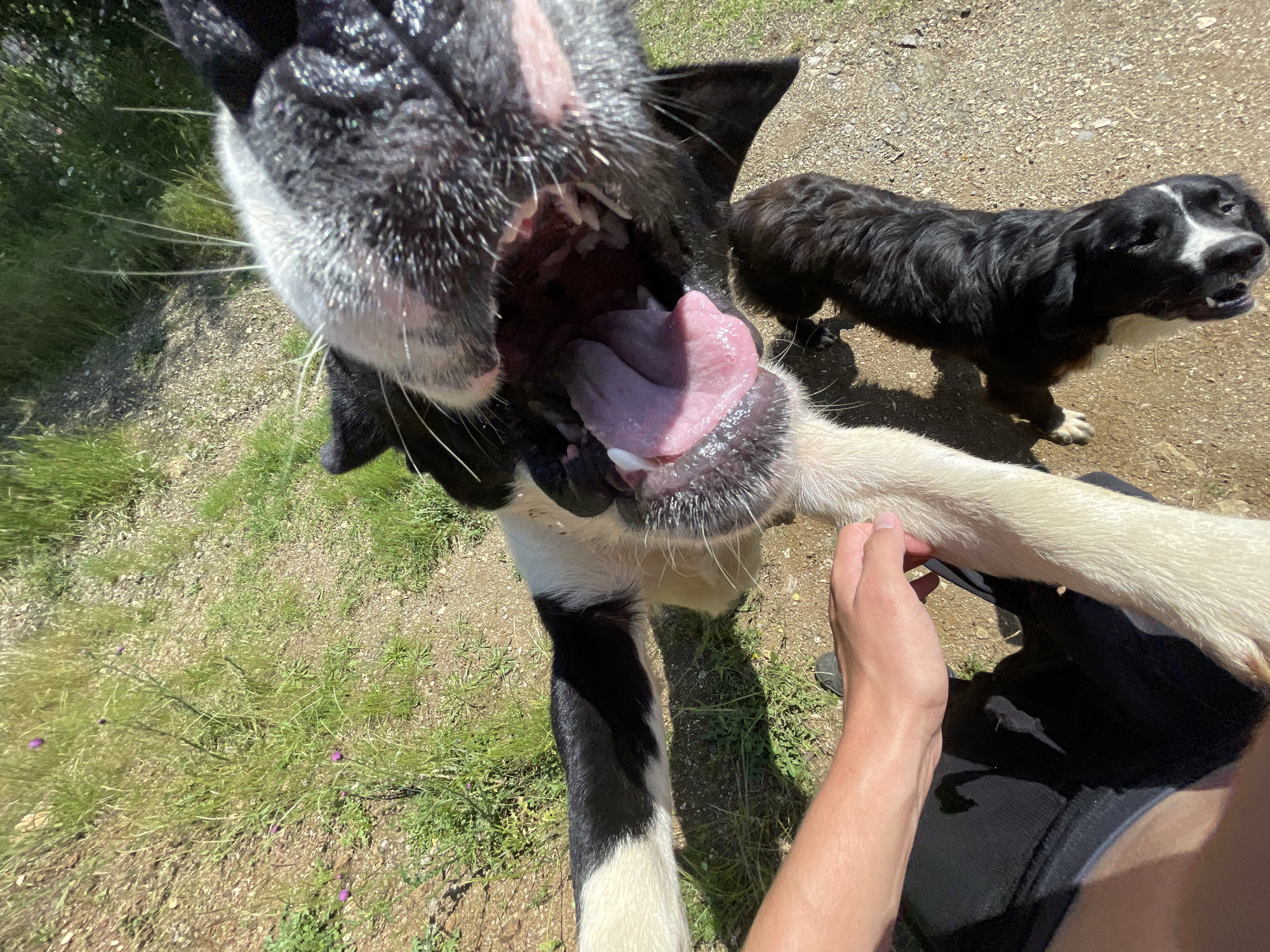 A close-up, high-angle, point-of-view shot captures a black and white dog with its mouth wide open, revealing a pink tongue. A human hand is visible on the left, resting on the dog's leg and the person's black shorts. Behind the larger dog, a smaller black dog with white markings on its face lies on the ground. The dogs are outdoors on a dirt path with dry grass and vegetation on either side. The scene appears to be set in a rural or park-like area, potentially on the outskirts of Zlatograd, Bulgaria, given the dry, somewhat arid vegetation and the presence of natural terrain. The lighting suggests a sunny day.