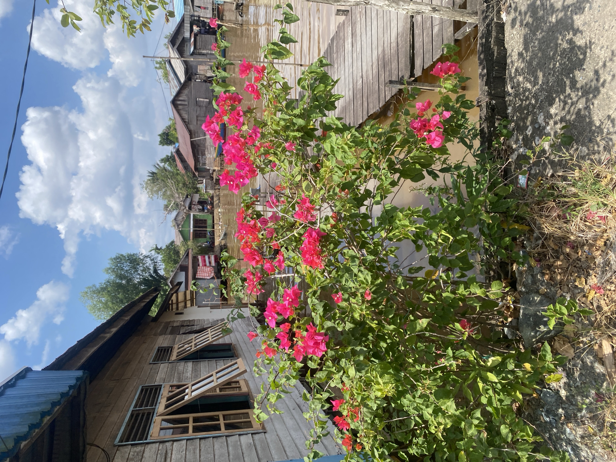 In Berangas Timur, Indonesia, a wooden house with a blue corrugated metal roof sits beside a body of brown water. In front of the house, a vibrant bougainvillea bush with bright pink flowers and green leaves partially obscures the view of the water and a wooden walkway. The walkway, constructed from weathered wooden planks, extends into the water. Several other wooden houses, some with tin roofs and red and white checkered fabric hanging outside, are visible across the water, along with scattered trees under a bright blue sky with fluffy white clouds. The scene depicts a residential area characterized by its wooden structures and proximity to water.
