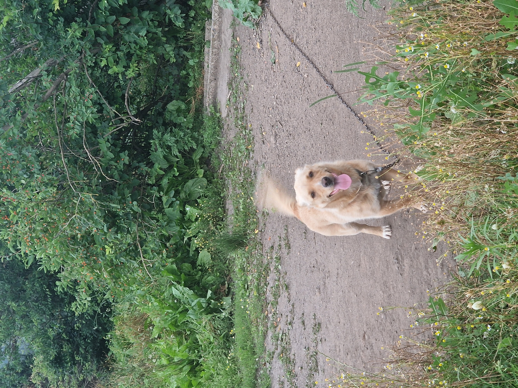 A light-colored dog, with its tongue out and tail wagging, stands on a dirt path surrounded by lush green vegetation. The dog is attached to a chain, which is partially visible on the ground. In the background, a dense green bush with small red berries is prominent. The scene appears to be outdoors, possibly in a rural or semi-rural setting, consistent with the location of Kursavka, Russia. The ground is a mixture of dirt and sparse grass, with some dry, brown plants in the foreground. The lighting suggests it is daytime, with an overcast sky.