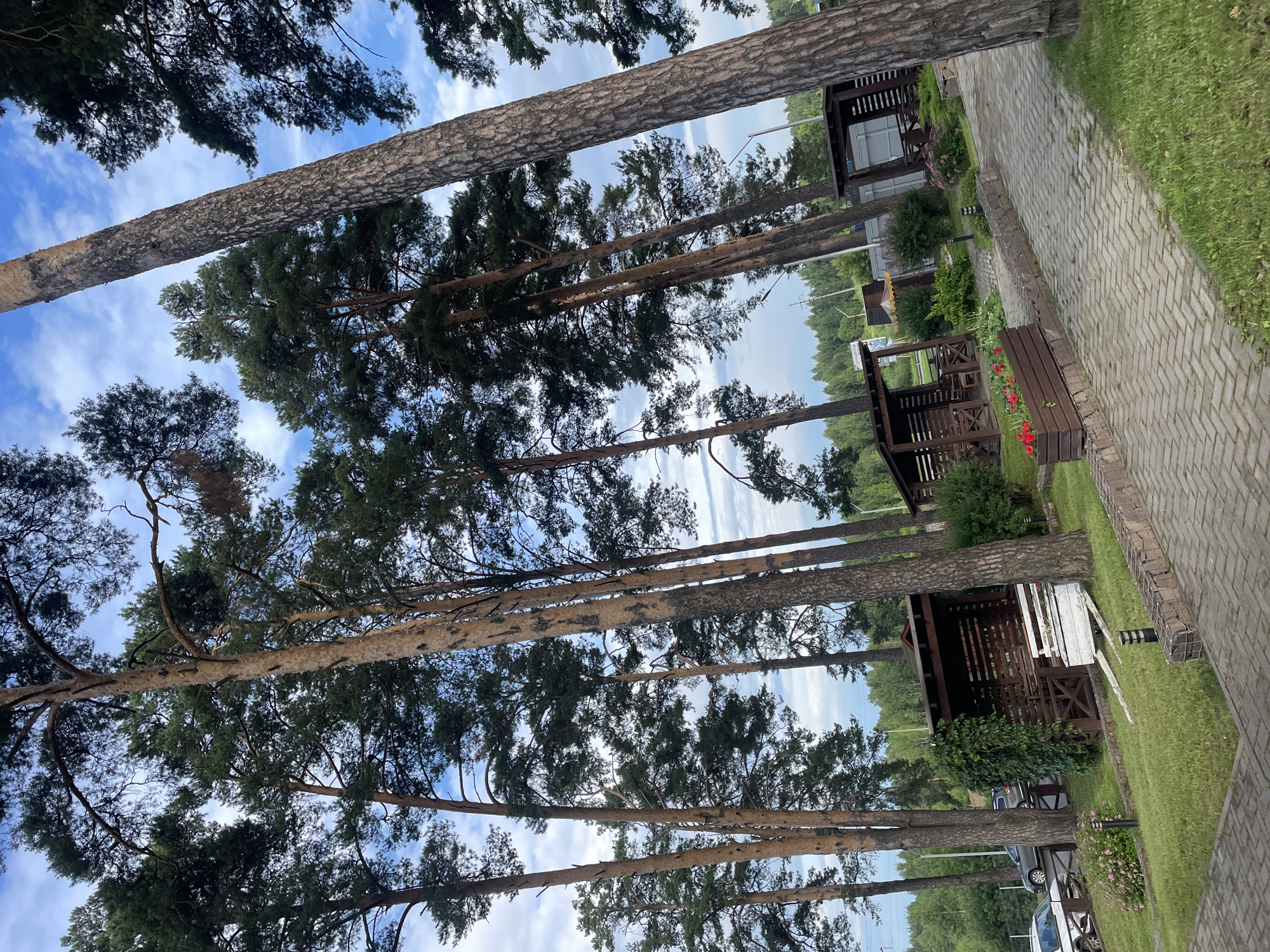 This is a low-angle, slightly tilted, full shot of a row of tall pine trees in a park-like setting. The trees are the dominant subject, their rough, textured bark and dense green foliage filling much of the frame. Some of the tree trunks are oriented vertically in the image, while others angle towards the sky, which is visible through the branches. The sky is a bright blue with scattered white clouds.
To the right of the trees, a paved walkway made of light gray brick runs diagonally through the scene. Adjacent to the walkway is a well-maintained green lawn. Further into the background, several wooden gazebos or picnic shelters with open-sided structures and dark wood are visible, some with white benches and tables inside. One gazebo has red flowers planted in a wooden planter box nearby. There are also glimpses of parked cars beneath some of the trees and beyond the gazebos. The environment suggests a recreational area, possibly a park, resort, or campground, in Votkinsk, Russia.
The lighting indicates it is daytime, likely late morning or afternoon, with bright sunlight filtering through the trees. The weather appears to be pleasant and sunny. There is no discernible text visible in the image. The overall mood is serene and natural.