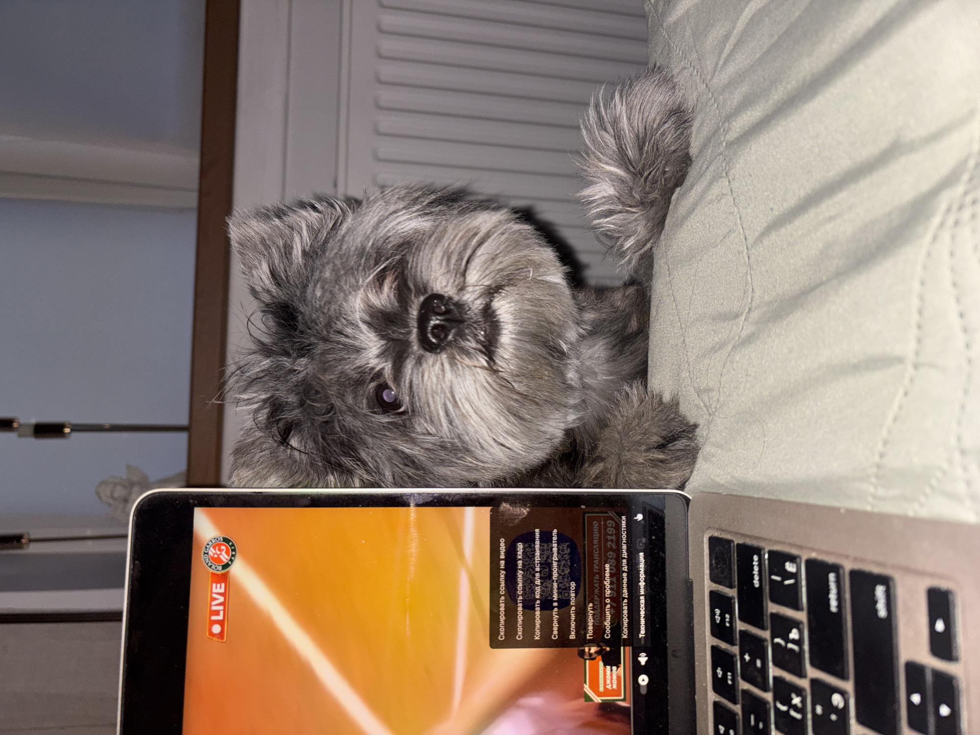 A gray, furry dog rests its head on the edge of a light-colored, quilted bed cover, partially obscuring a laptop and a tablet. The tablet displays a live stream with an orange background and the Roland Garros logo. A menu with Russian text is open on the screen. The laptop's keyboard is visible, with the "delete" and "return" keys in view. The background includes a white, paneled door. The OCR text suggests the location is related to a user named "джоми жомов", possibly within the city of Chaikovsky, Russia.