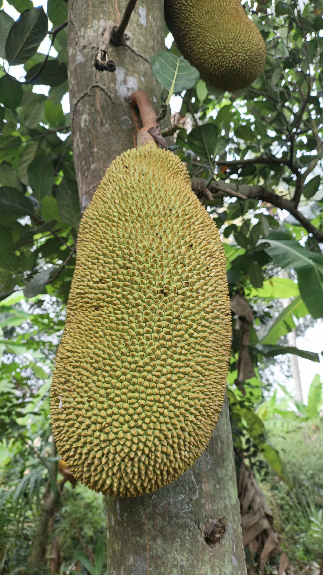 A large, unripe jackfruit hangs from a tree trunk in Palohlada, Indonesia. The jackfruit is oval-shaped and covered in green, spiky protrusions. Another, smaller jackfruit is visible higher up on the tree, to the right. The tree is surrounded by lush green foliage. The scene is natural and tropical, with the sunlight filtering through the leaves.