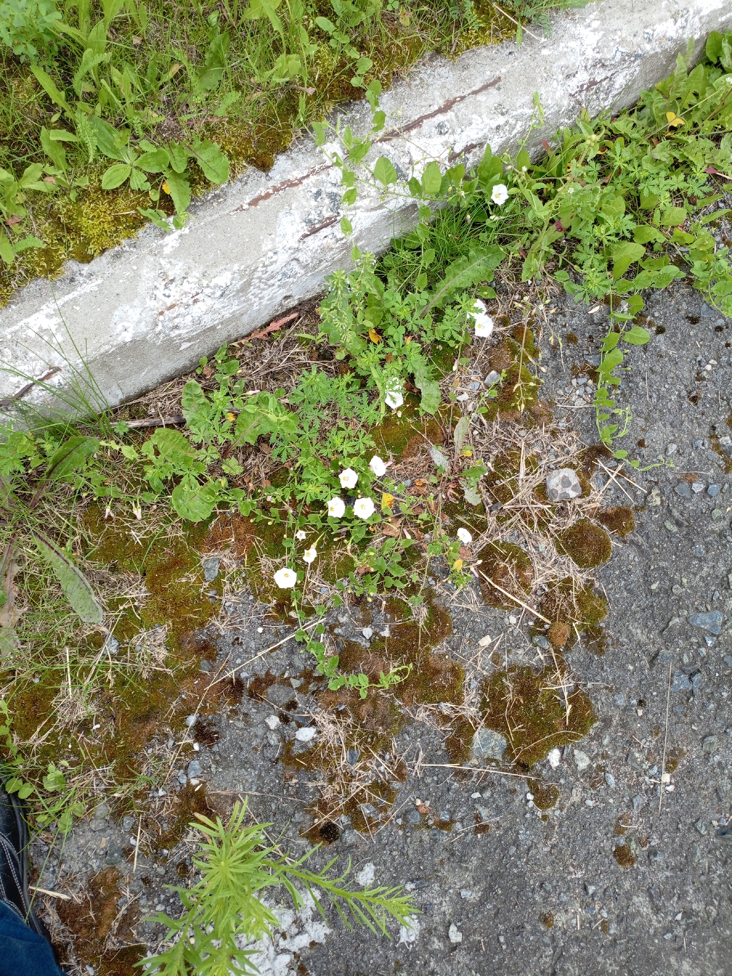 A close-up, overhead shot captures a patch of ground adjacent to a concrete curb in Shadrinsk, Russia. The scene is dominated by a mixture of vegetation, moss, and asphalt. Small, white, star-shaped flowers are scattered amongst the green plants and dried grass. The concrete curb, weathered and stained, forms a boundary between the grassy area and the rough asphalt surface. Patches of dark green moss are interspersed with dry, straw-like vegetation and small grey stones on the ground. A person's black shoe and blue pants are visible in the lower left corner of the frame, indicating human presence. The lighting suggests it is daytime.