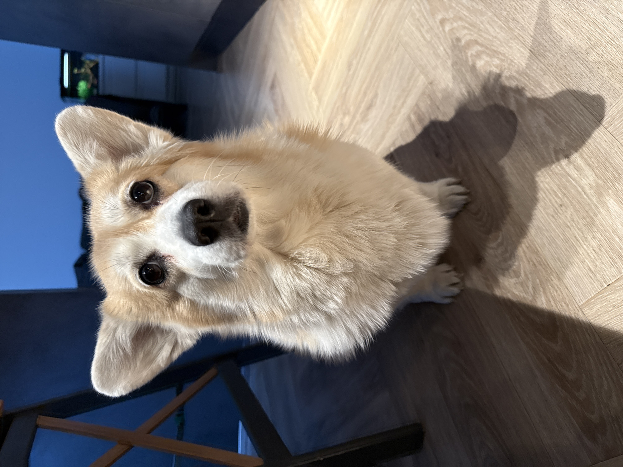 A light-furred, tan and white corgi dog sits on a light wood floor. The dog is looking directly at the camera with a slightly upturned head. Part of a dark chair leg is visible beneath the dog on the lower left of the frame. A fish tank is faintly visible in the background. Shadow of the dog is visible on the wood floor. The location cannot be determined from this image.