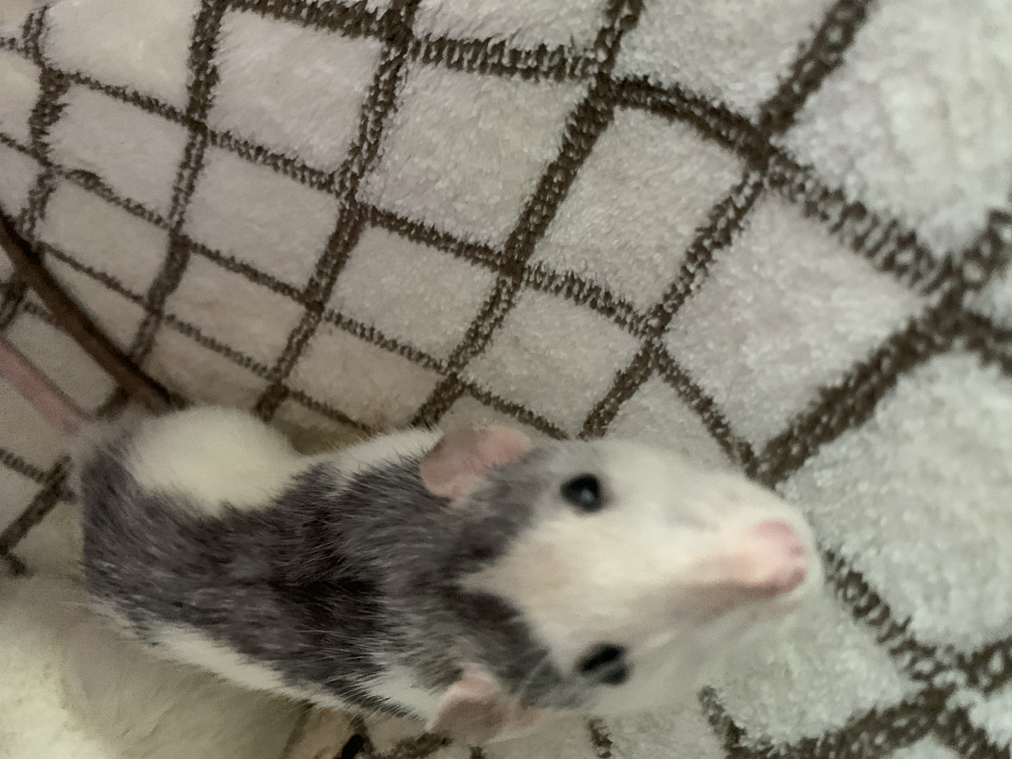 A rat with white and grey fur rests on a white blanket with a brown grid pattern. The rat has pink ears and a pink nose. The location is unknown.