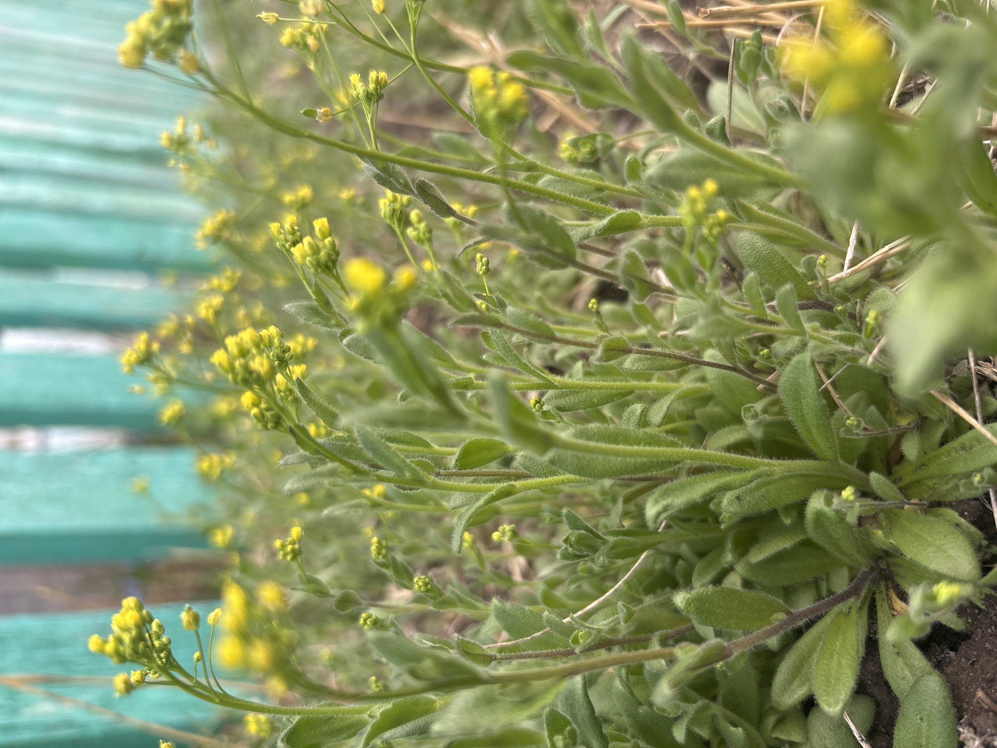 Close-up shot of small yellow flowers and green foliage next to a turquoise bench. The location is Zagatuy, Russia. The scene is outdoors, focusing on the vegetation with the edge of a bench visible in the background. The plants are close to the ground.