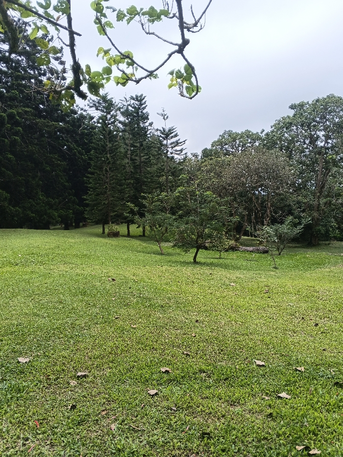 The image depicts a verdant, expansive park-like area within or near Tah, Vietnam, under an overcast sky. The foreground is comprised of closely mown green grass, sparsely dotted with scattered brown leaves. In the midground, several small, immature trees and shrubs are interspersed across the grassy expanse. A prominent fallen tree trunk lies horizontally on the ground further back in the midground. The background features a dense treeline: tall, dark green coniferous trees dominate the left side, while a mix of deciduous and evergreen broadleaf trees with varying canopy densities fills the right. Overhead, out-of-focus branches with light green leaves partially frame the top of the scene. No individuals, animals, or man-made structures are visible.