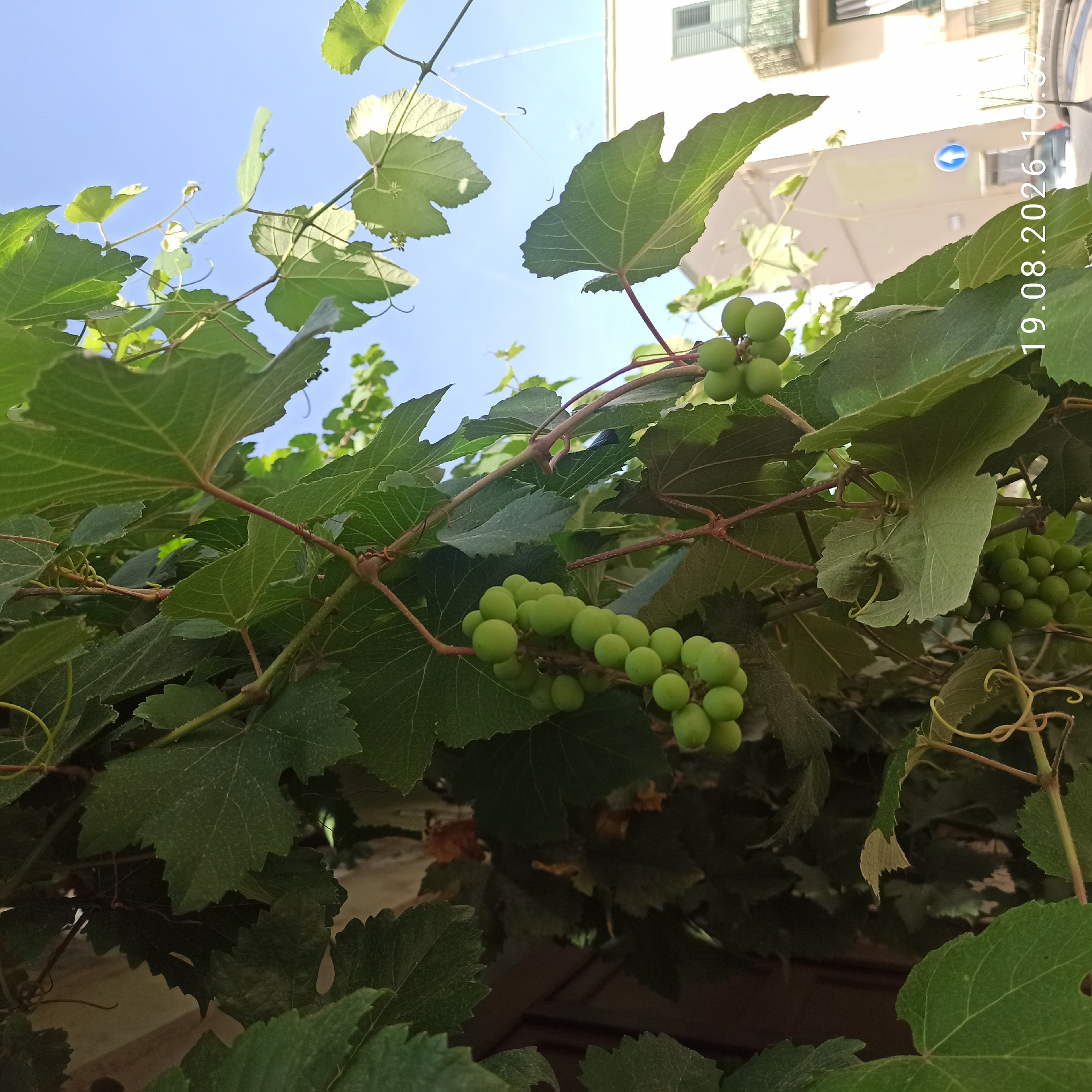 The image shows a close-up view of grapevines with green grapes and leaves, against a backdrop of a clear blue sky and buildings in Ruvo di Puglia, Italy. The foreground is dominated by the dense foliage of the grapevine, with several clusters of unripe green grapes clearly visible. The leaves are large and deeply lobed, typical of grapevines, and some appear slightly dusty. Thin, reddish-brown tendrils curl and reach out from the vines.
In the background, out-of-focus buildings with windows and balconies are visible, suggesting an urban or suburban setting. A blue traffic sign with a white arrow pointing upwards is also present on the right side of the image, indicating a street. The overall lighting suggests it is daytime with bright sunlight, casting some shadows and highlighting the green of the leaves and grapes. The timestamp "19.08.2026 10:37" is superimposed on the lower right corner of the image. There are no people or animals visible in the frame.