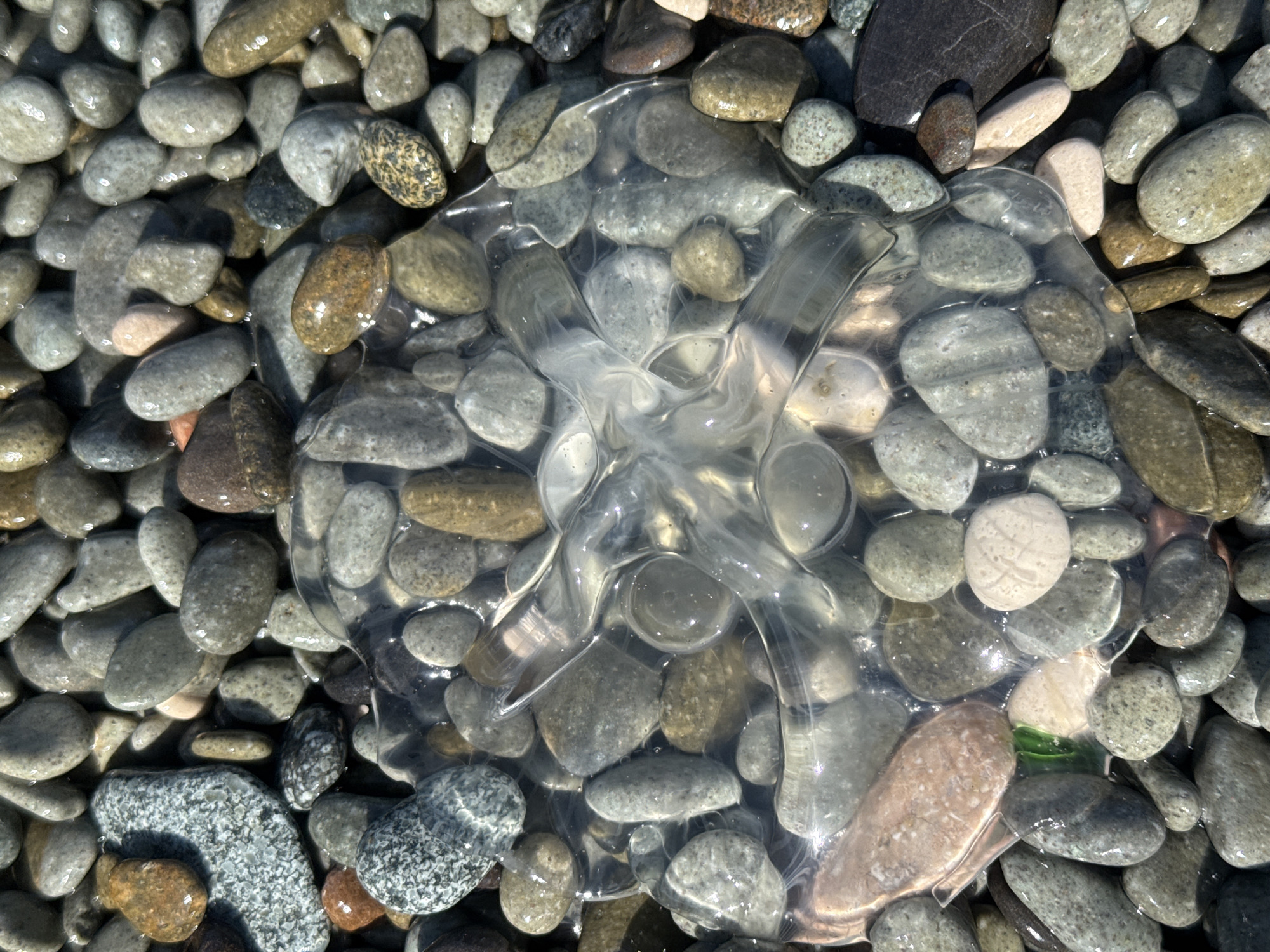 The image shows a cluster of wet, rounded pebbles on a beach in an unknown location. A translucent jellyfish lies among the pebbles in the center of the frame. The pebbles vary in color from gray to brown to pink, and they appear to be wet. The jellyfish has a milky appearance with a bulbous center.