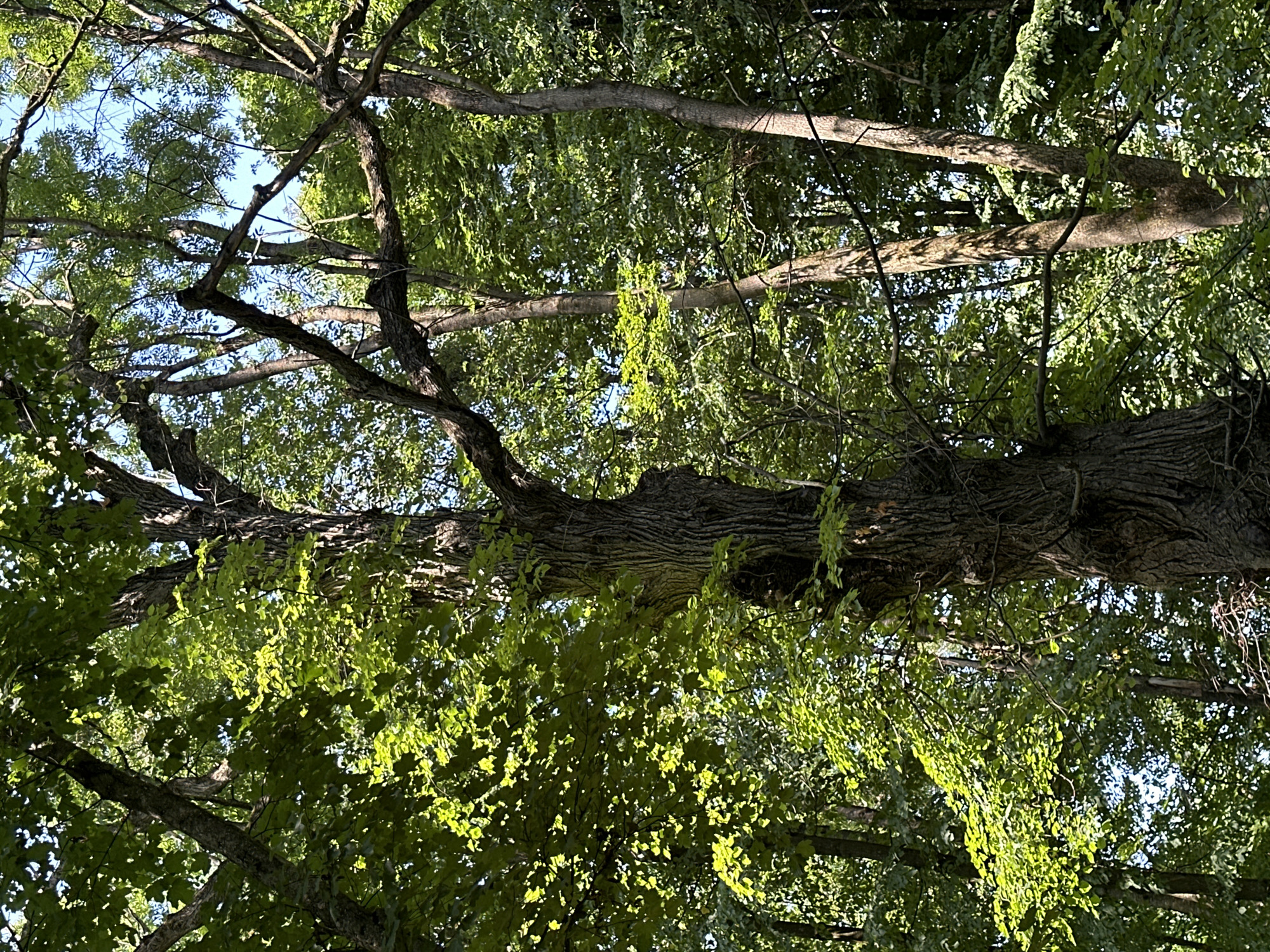 An upward-angle shot captures a forest scene with a large, gnarled tree trunk dominating the center of the frame. The bark of this central tree is deeply furrowed and textured, suggesting considerable age. Sunlight filters through the dense canopy of green leaves, casting dappled shadows and highlighting the vibrant foliage. Several other tree trunks of varying thickness are visible behind and around the central one, interspersed with more leaves and branches. The sky, a pale blue, is visible in patches through the gaps in the trees. There are no people or animals present in the image, and no specific urban features are discernible, suggesting a natural, possibly rural or park-like setting within or near Makiv, Ukraine.