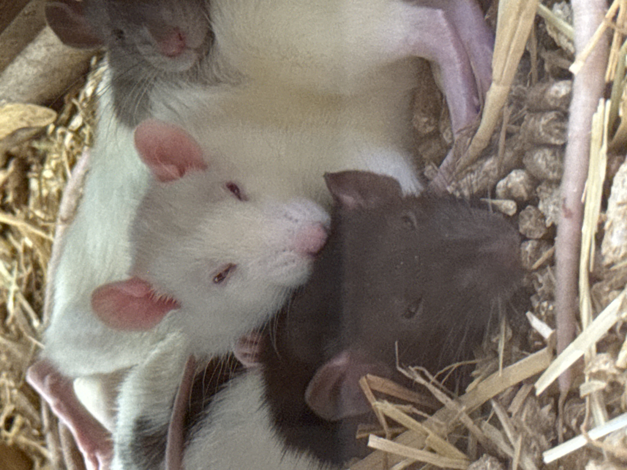The image depicts a close-up view of multiple pet rats nestled together in a cage or enclosure. A white rat with pink ears and eyes is prominent in the foreground, partially overlapping with other rats. One rat appears to be dark brown or black. The rats are lying on a bed of wood shavings and straw. The scene is indoors and seems to be taken in a controlled environment, likely a domestic setting. It is impossible to verify a specific location such as Villebon-sur-Yvette based on visual information.