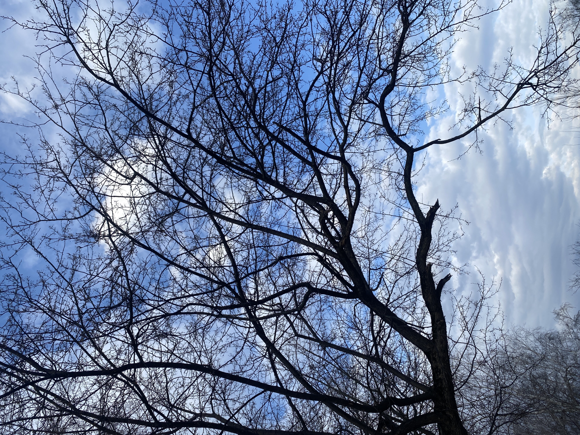 The image presents an upward view through the intricate, bare branches of deciduous trees against a partly cloudy blue sky. The branches, dark and devoid of leaves, form a complex silhouette, suggesting either late winter or early spring in a temperate climate like Chaikovsky, Russia. The sky features patches of clear, vibrant blue interspersed with white clouds. Some clouds appear soft and diffuse, while others, particularly towards the right side of the frame, are more stretched and streaky. Bright areas within the clouds, especially on the upper left, indicate the presence of the sun, which is either obscured by the clouds or just outside the frame, casting a bright, diffused light. There are no people, man-made objects, or visible text. The scene captures a tranquil natural moment, highlighting the delicate structure of dormant trees against the vastness of the sky.
