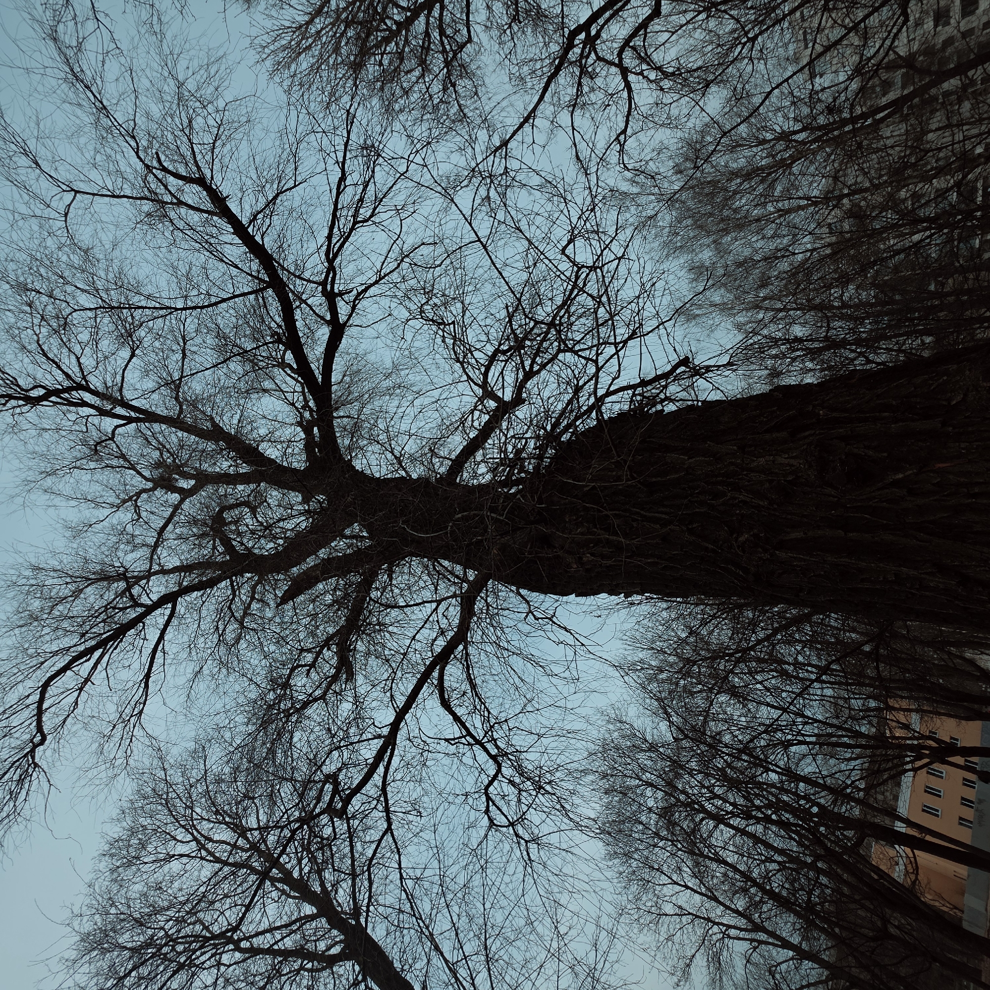 An upward shot captures bare trees against a muted blue sky. A thick trunk dominates the frame. To the right, a building facade with windows is partially visible through the branches. The image suggests an urban setting, possibly Saint Petersburg, Russia. No people are visible.