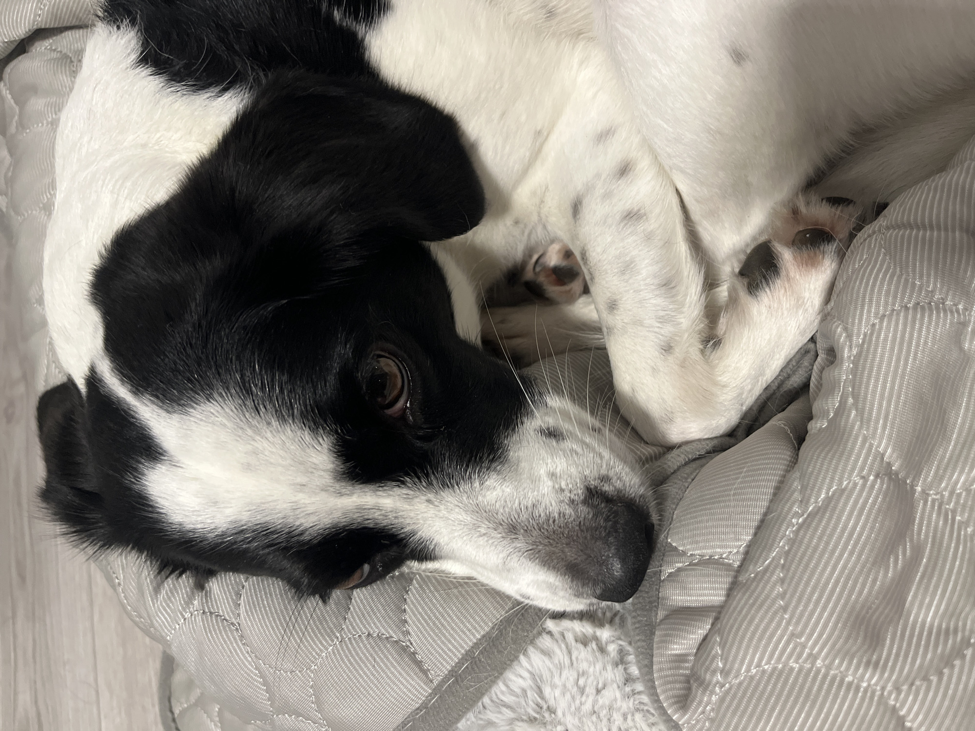An adult black and white dog is curled up on a gray quilted surface, possibly a bed or blanket. The dog's head is resting on its paws, and its eyes are partially closed, suggesting it is relaxed or sleeping. The dog has prominent black markings on its head and ears, with a white blaze running down its nose. Its fur is short and dense. The background is out of focus, but appears to be a room with a wooden floor. The lighting is soft and natural. The image is a close-up shot, focusing on the dog's face and upper body.